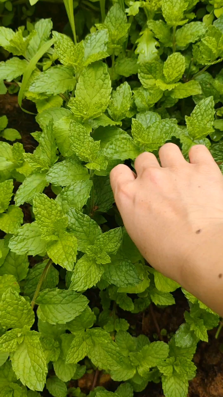 薄荷牛肉汤,自己种的薄荷就是香