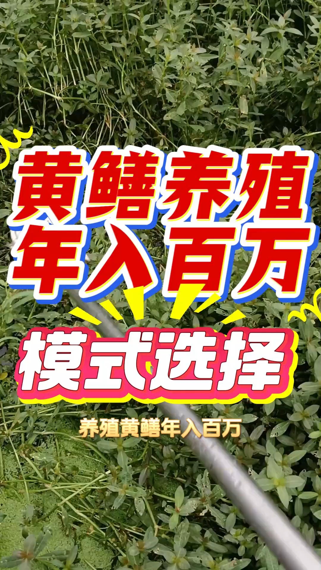 想要通过黄鳝养殖年入百万,第一步就是要选择养殖模式