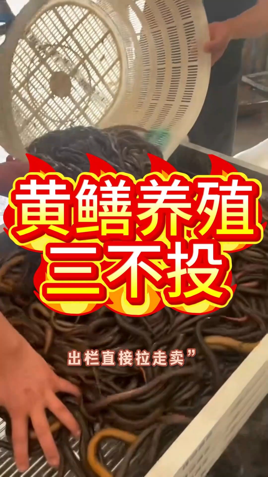 黄鳝养殖遇到这三种情况,千万不能养?