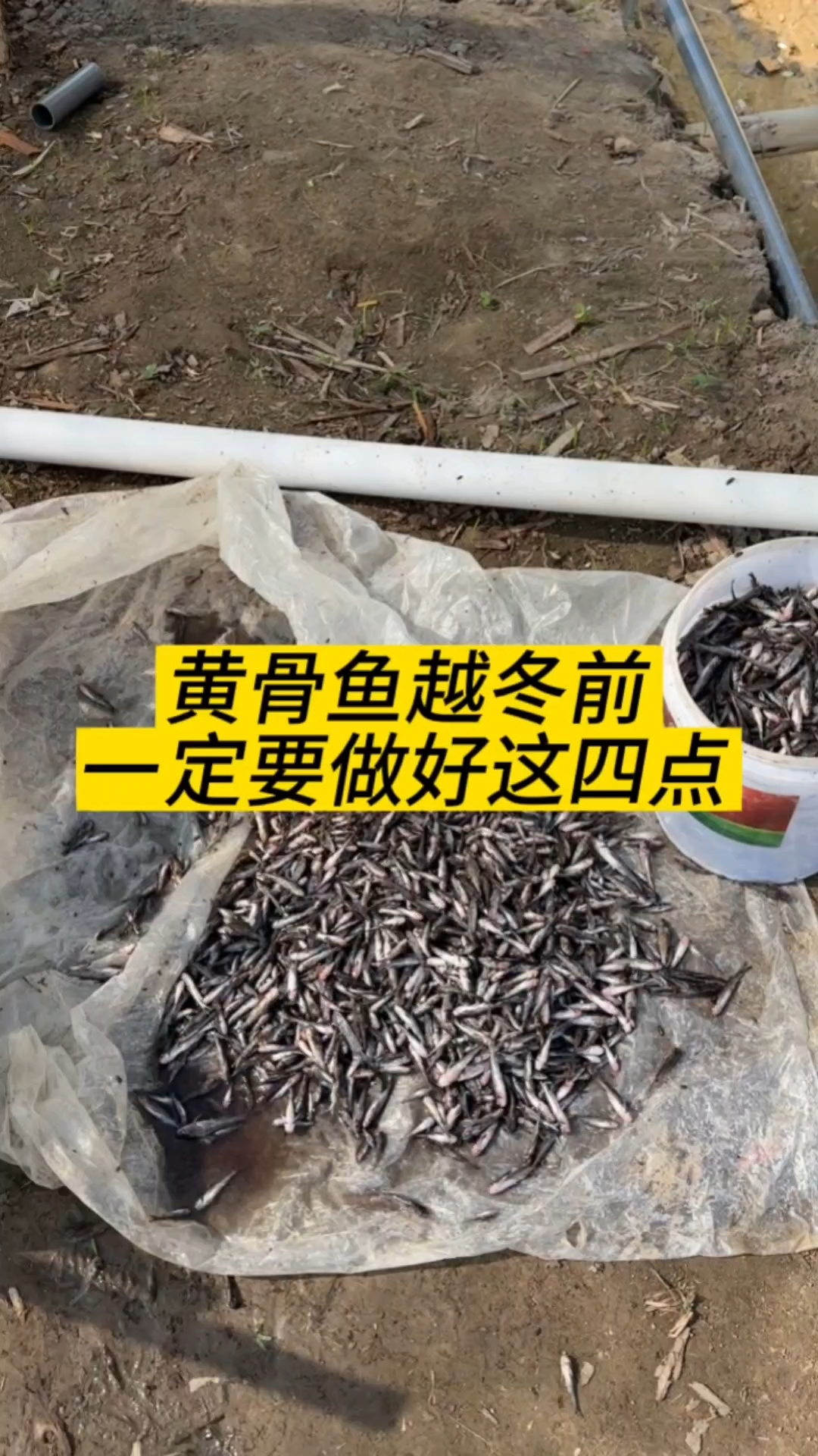 黄骨鱼越冬前一定要做好这四点