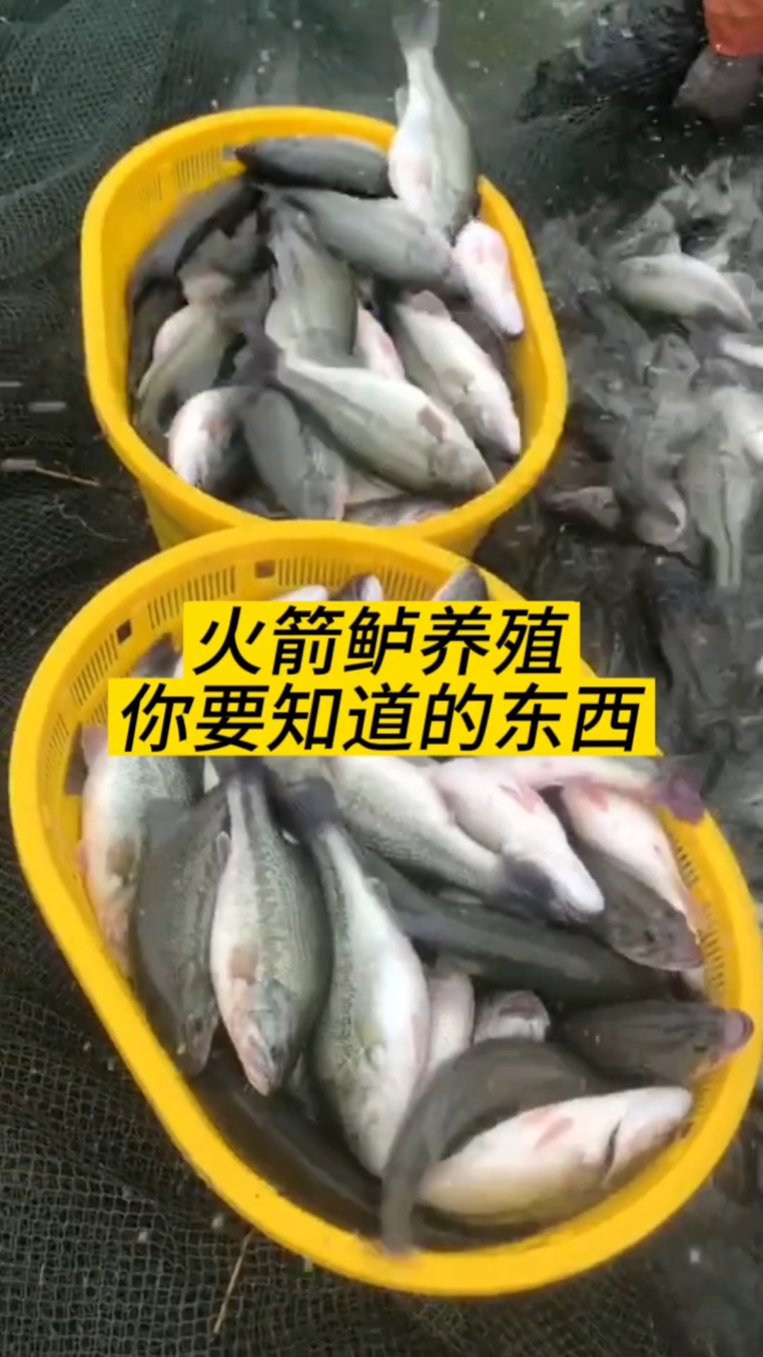 鲈鱼养殖必备知识