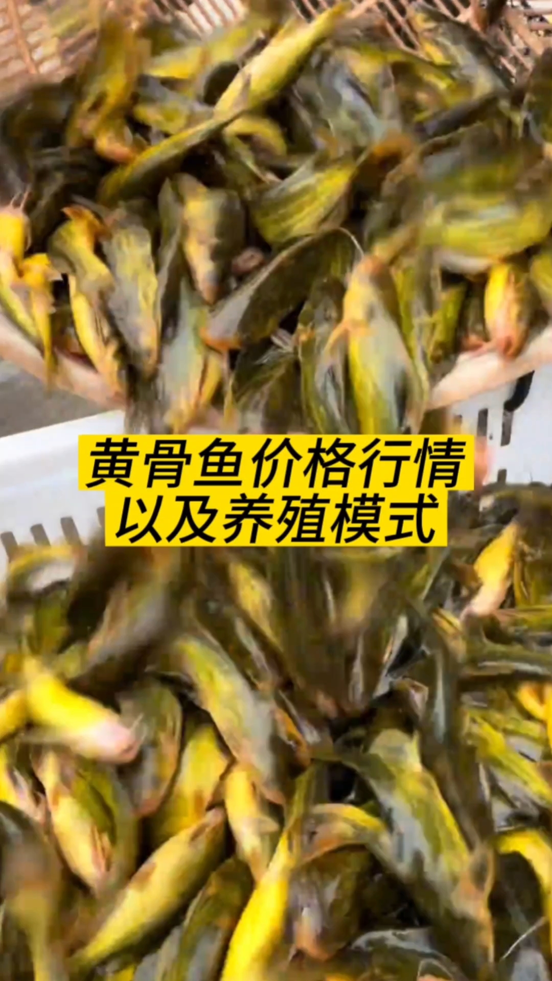 黄骨鱼价格行情以及养殖模式