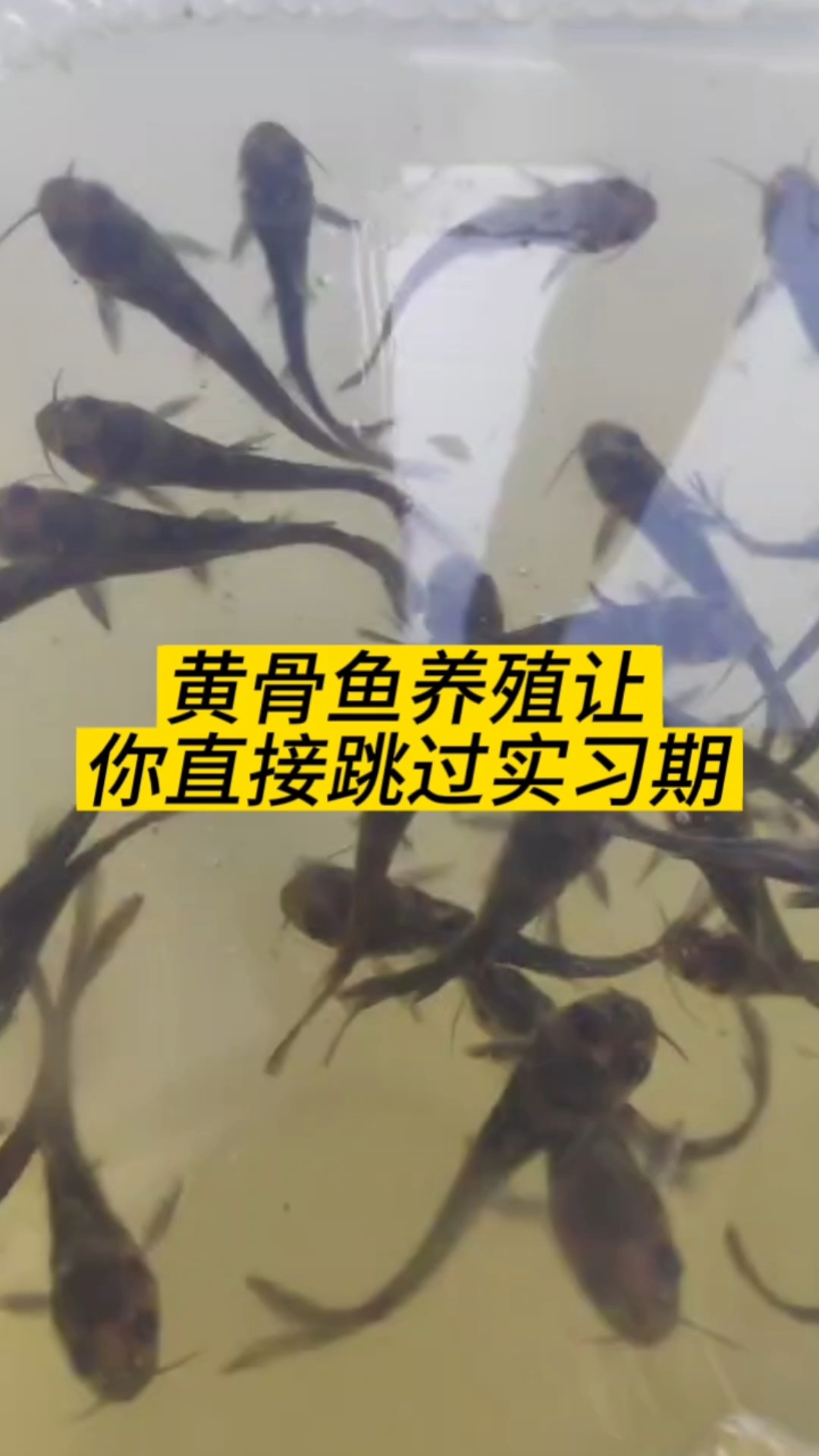 黄骨鱼养殖技术