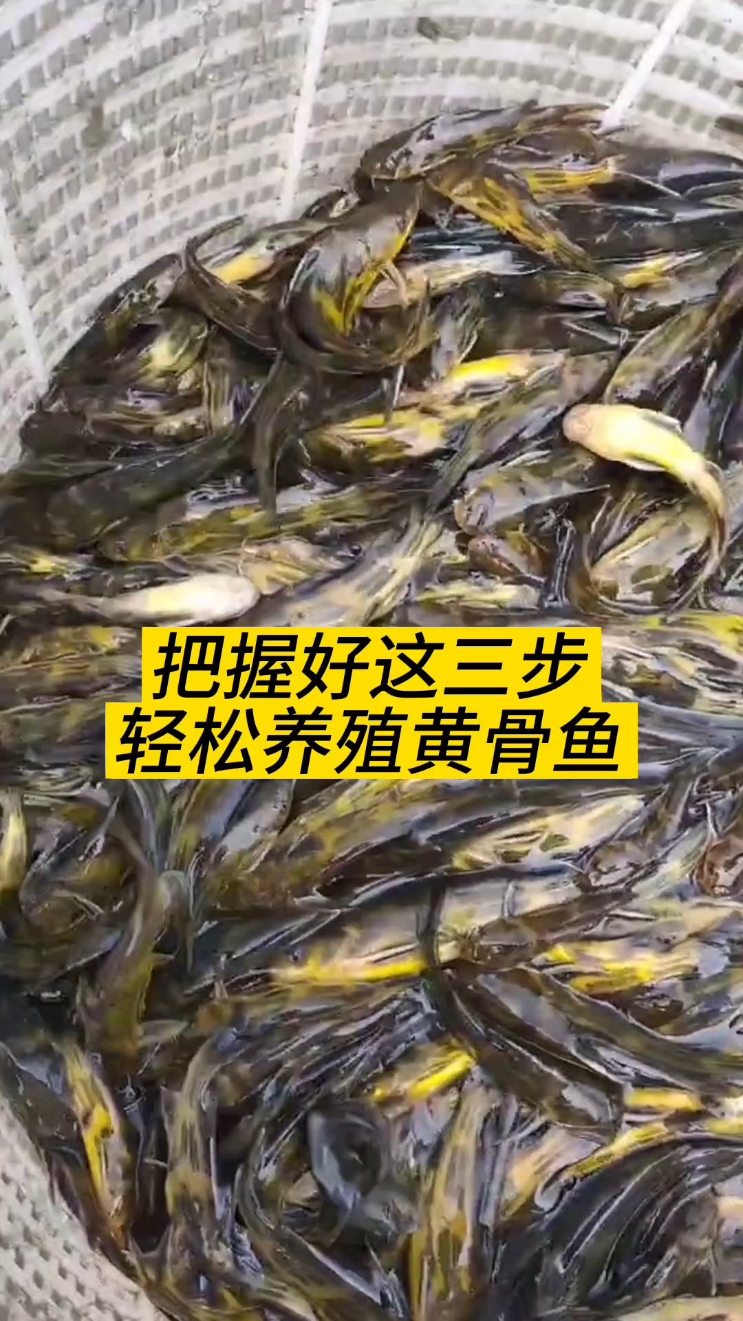 黄骨鱼养殖三部曲