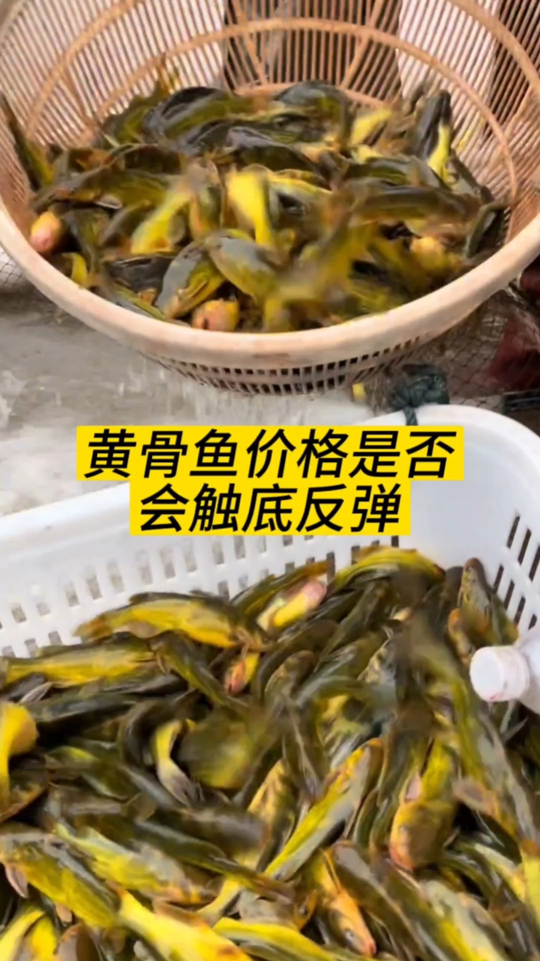 黄骨鱼价格是否会触底反弹