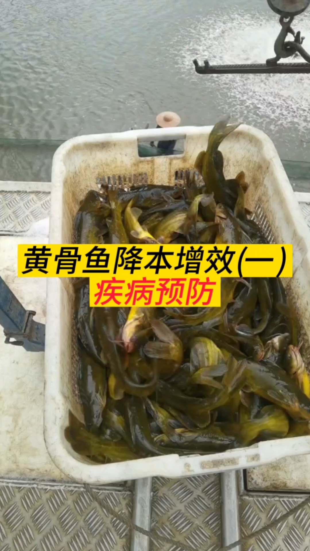 黄骨鱼降本增效一