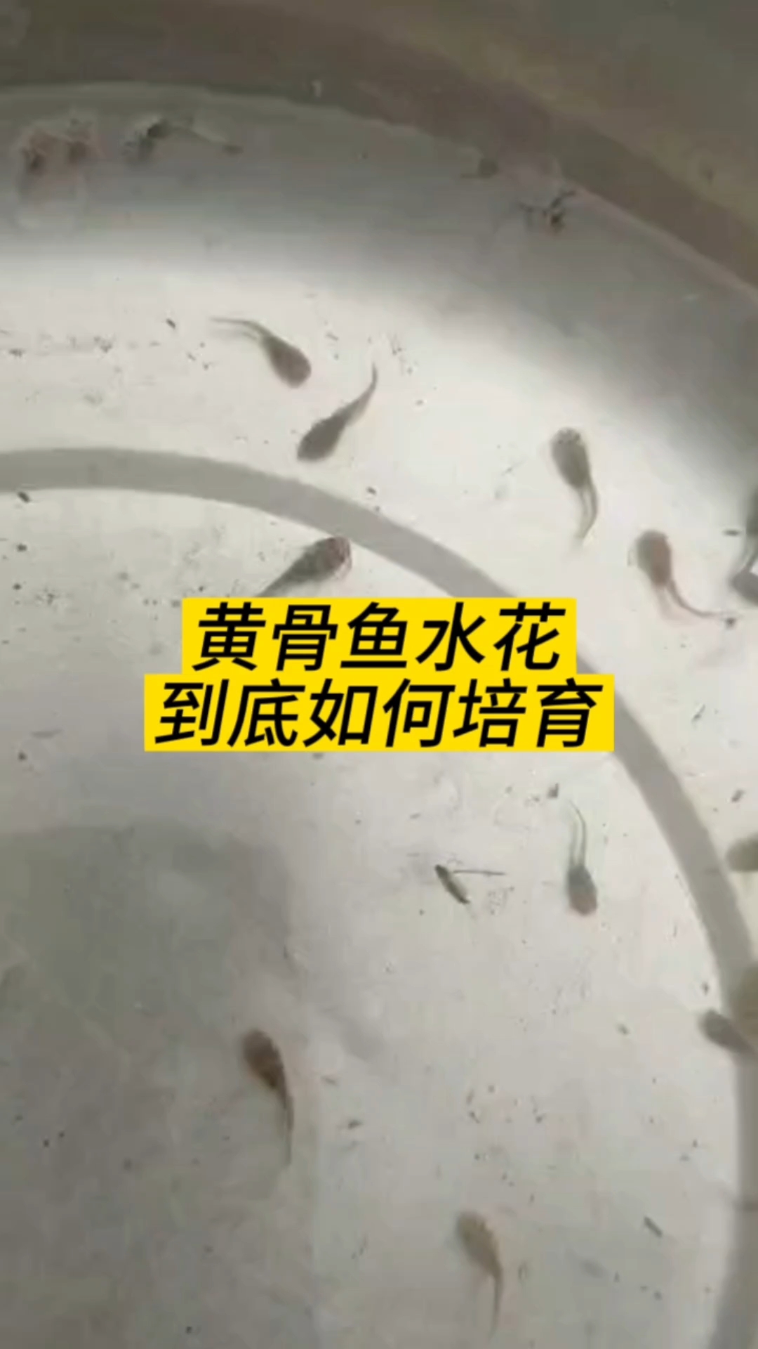 黄骨鱼水花如何培育