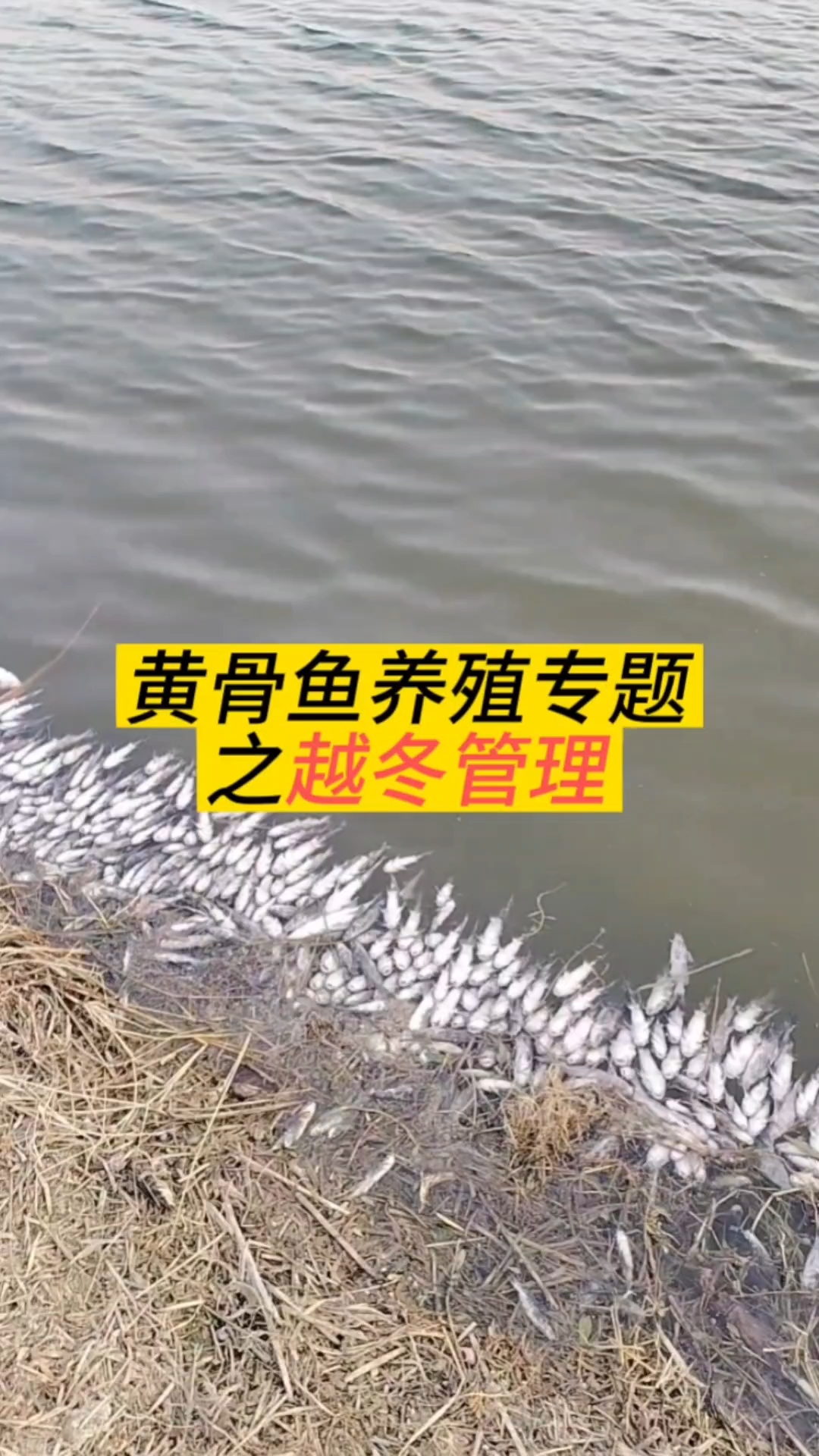 黄骨鱼越冬管理方案