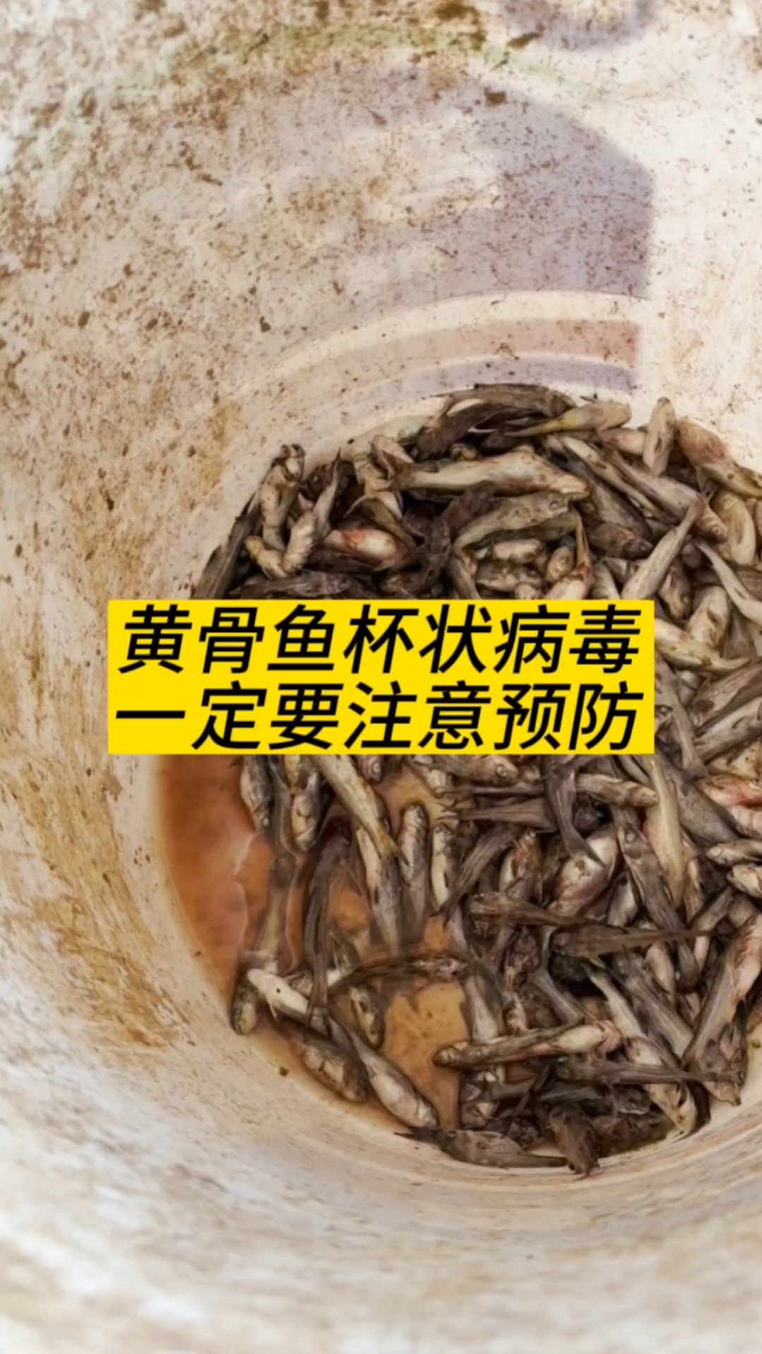 黄骨鱼养殖技术