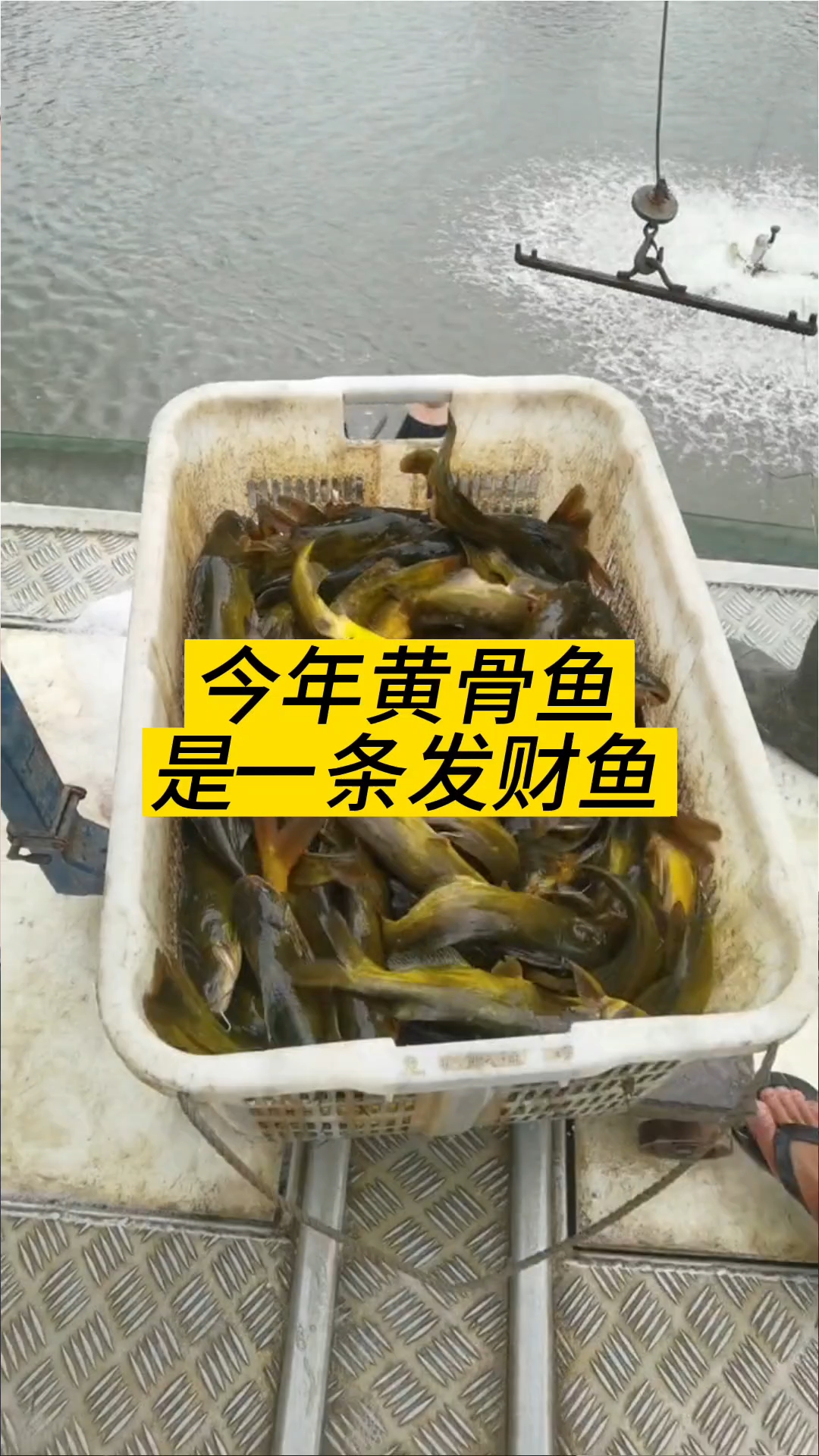 黄骨鱼是一条发财鱼