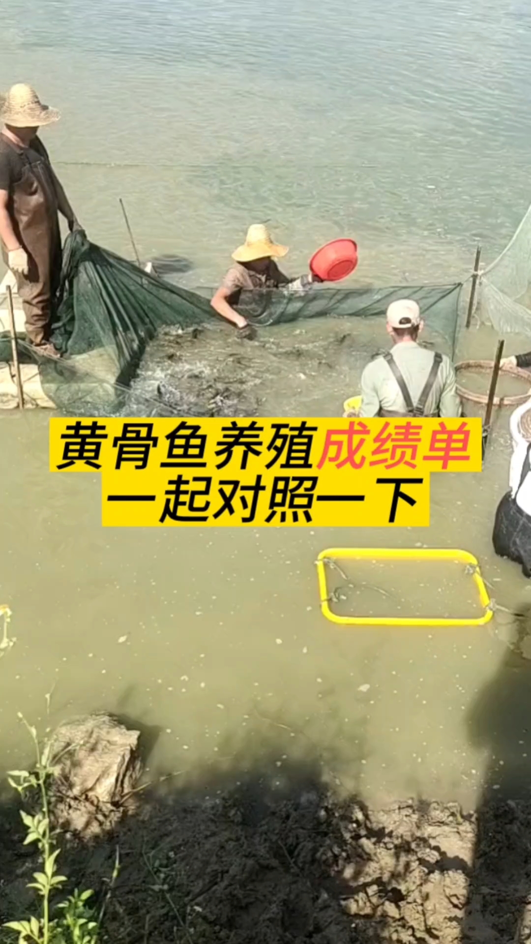 黄骨鱼养殖情况一起对照一下