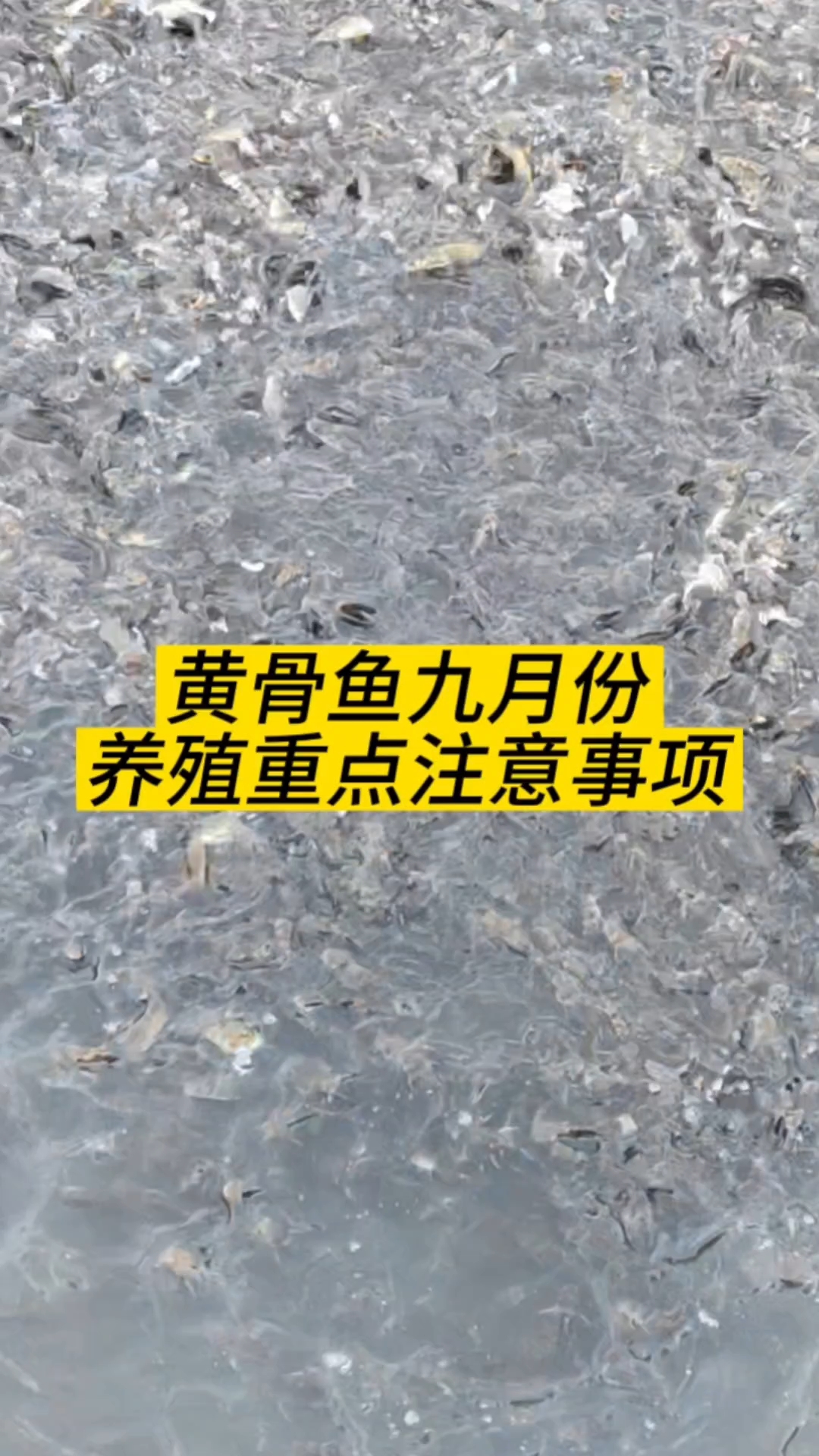 黄骨鱼九月份养殖重点