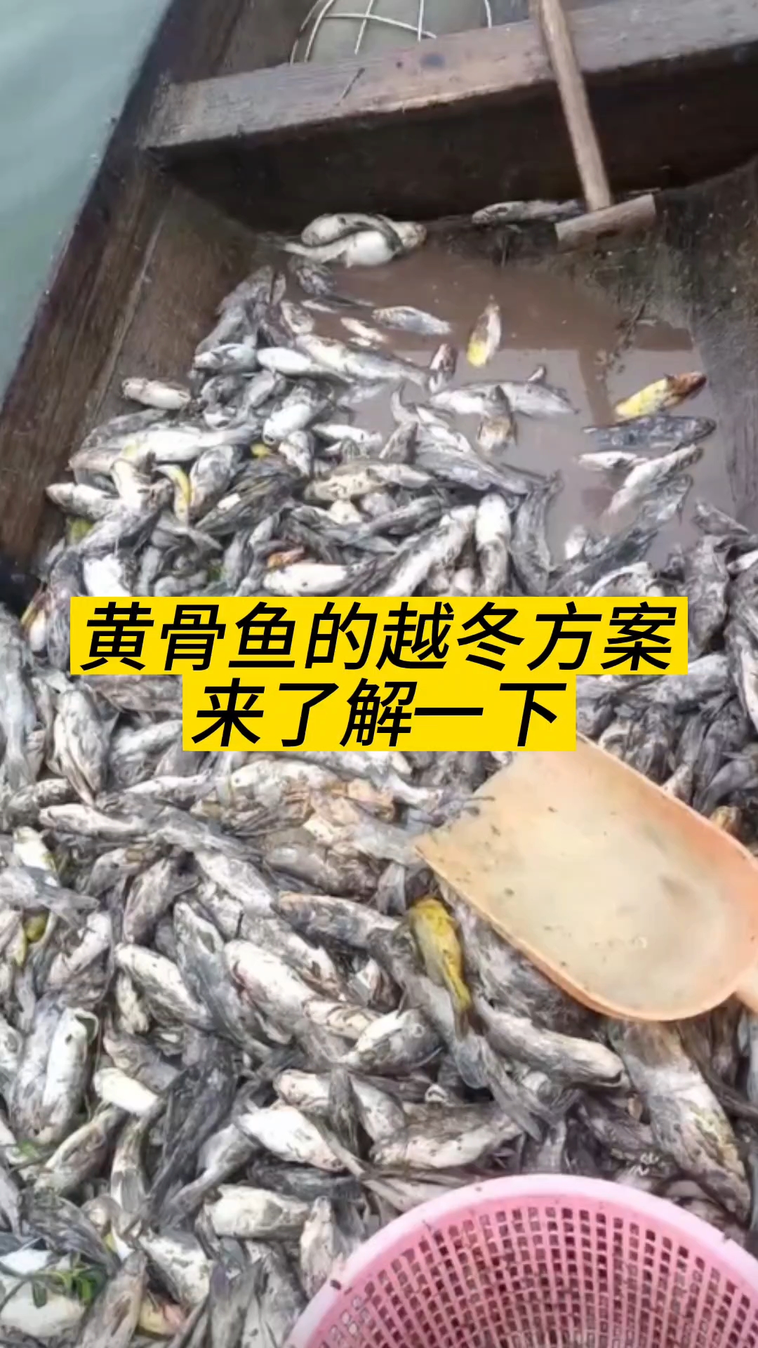 黄骨鱼越冬方案!