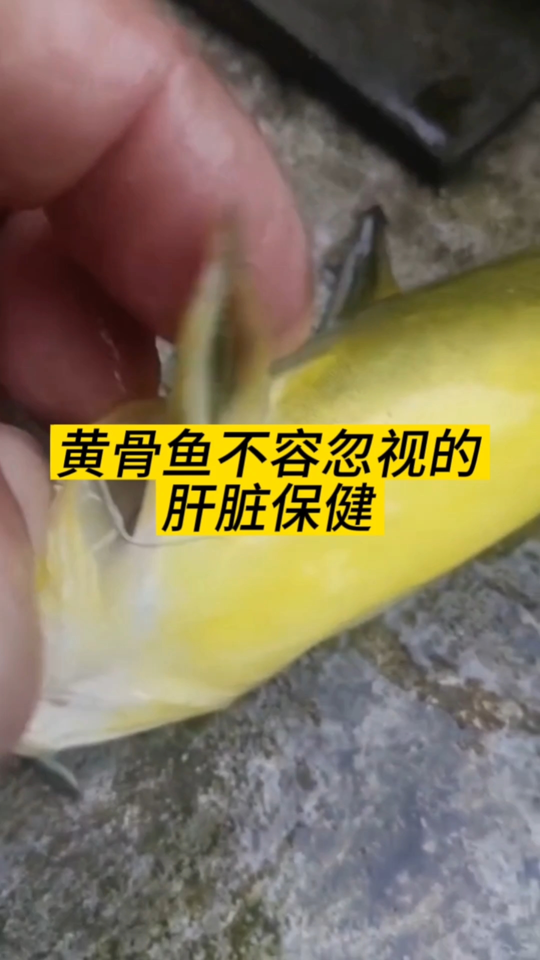 黄骨鱼养殖技术