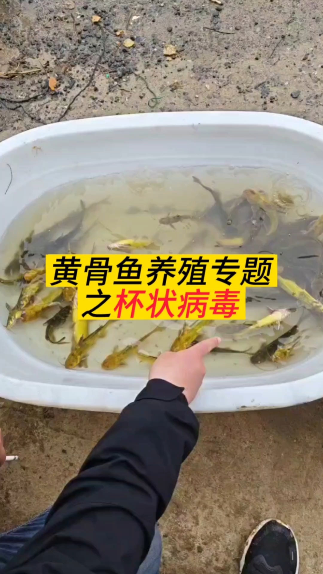 黄骨鱼养殖专题之杯状病毒