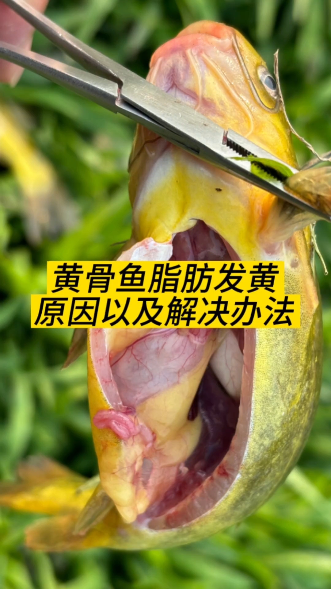 黄骨鱼脂肪发黄原因以及处理方案