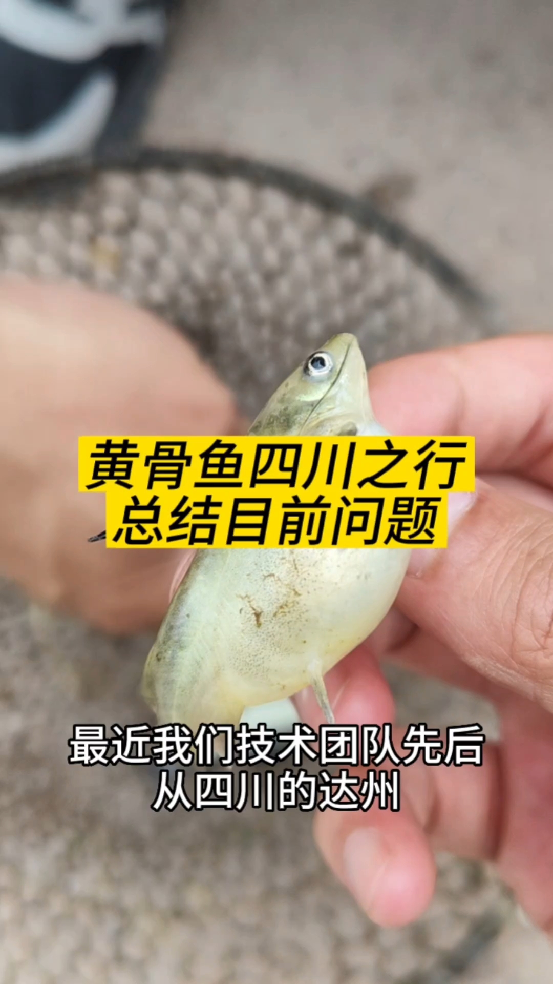 黄骨鱼最近多大问题