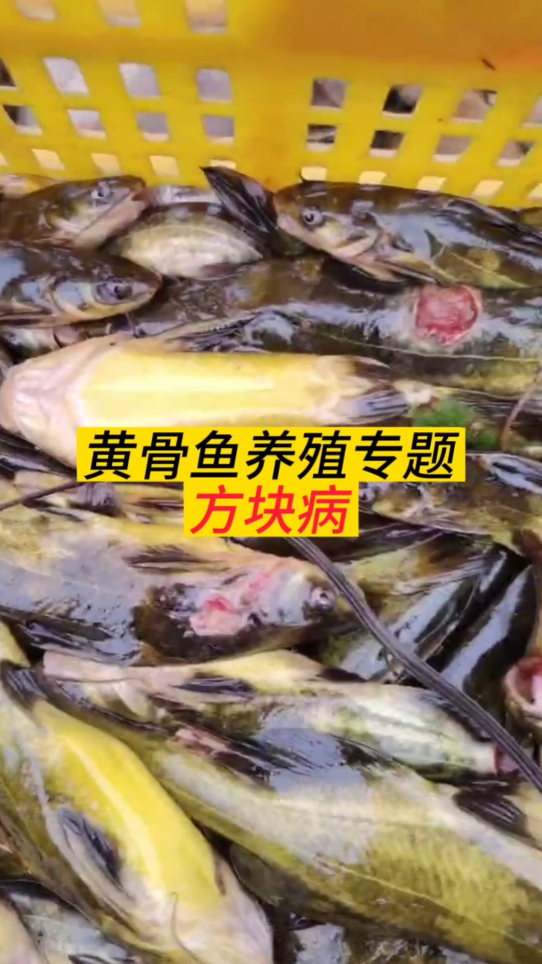黄骨鱼养殖技术
