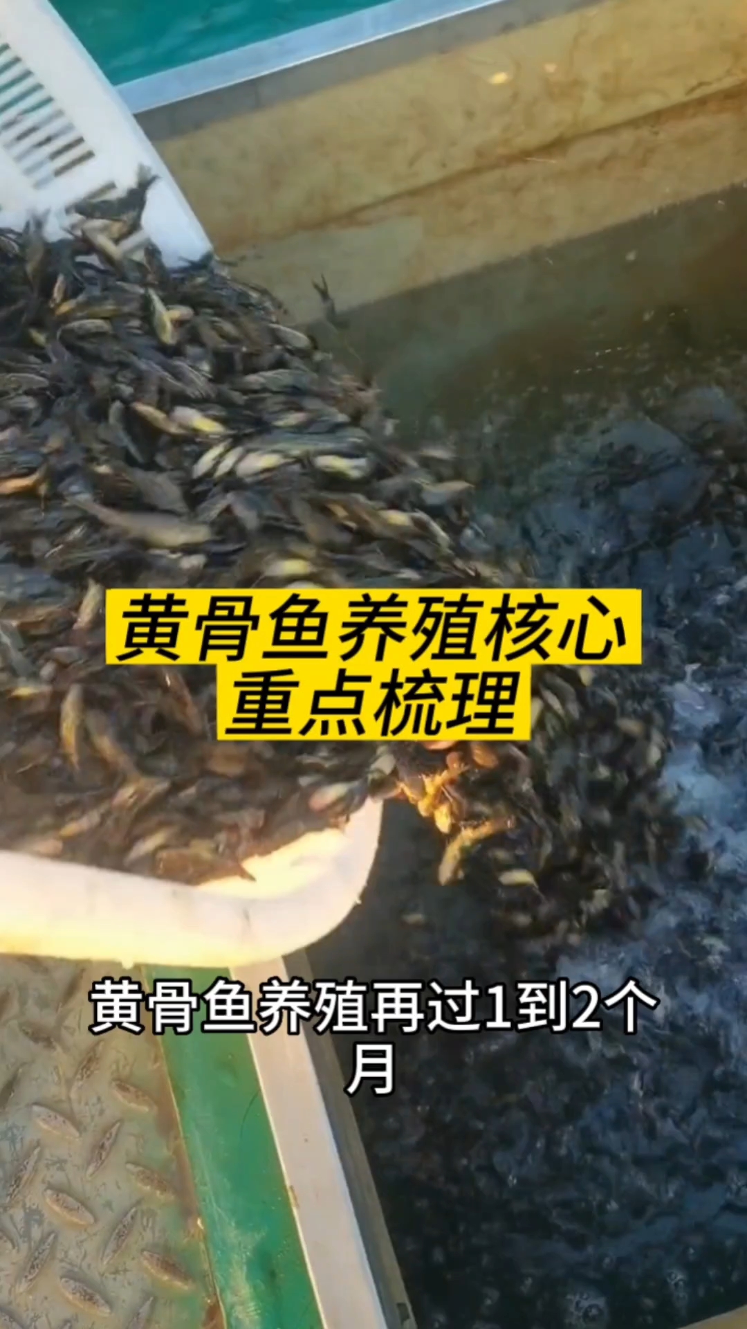 黄骨鱼养殖核心重点