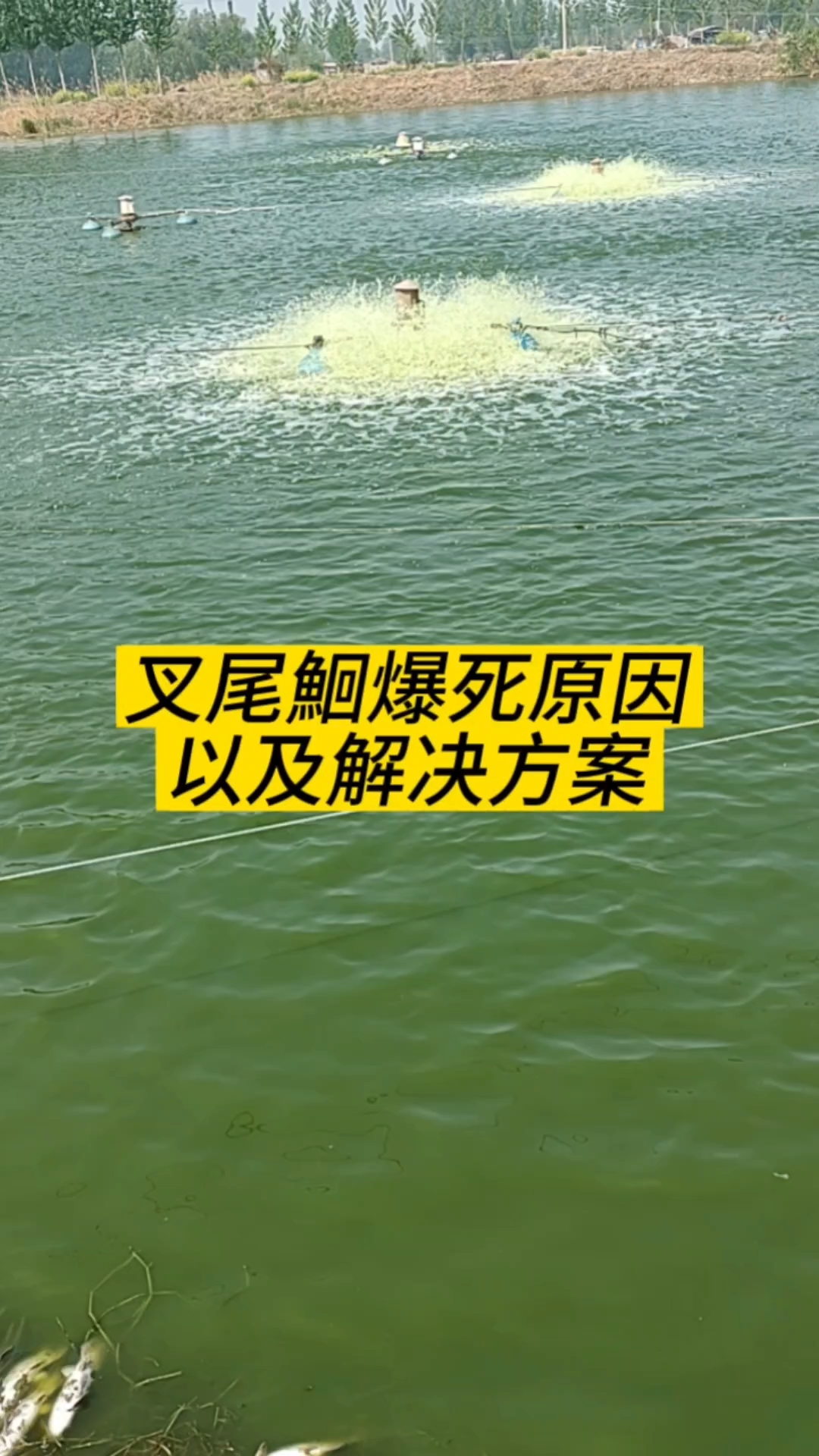 叉尾鮰杯状问题