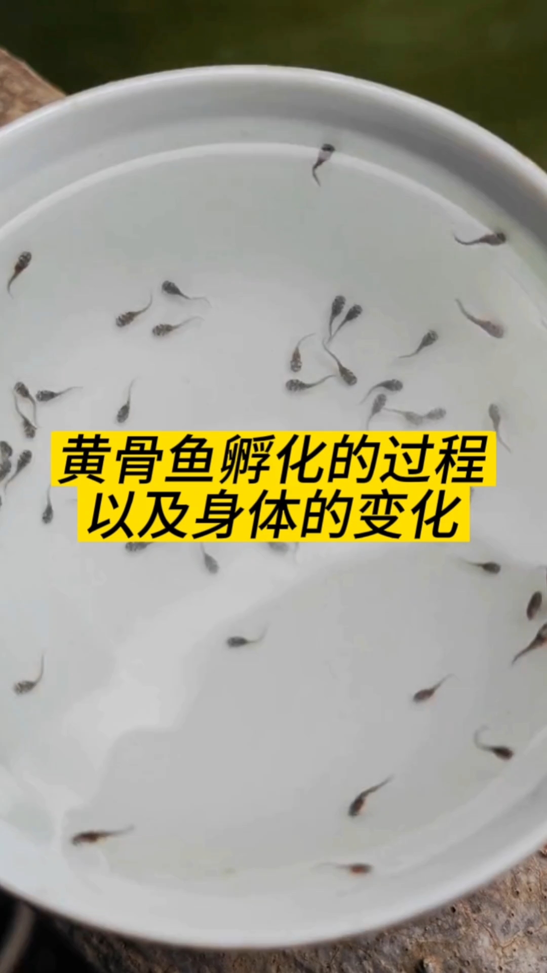 黄骨鱼孵化过程