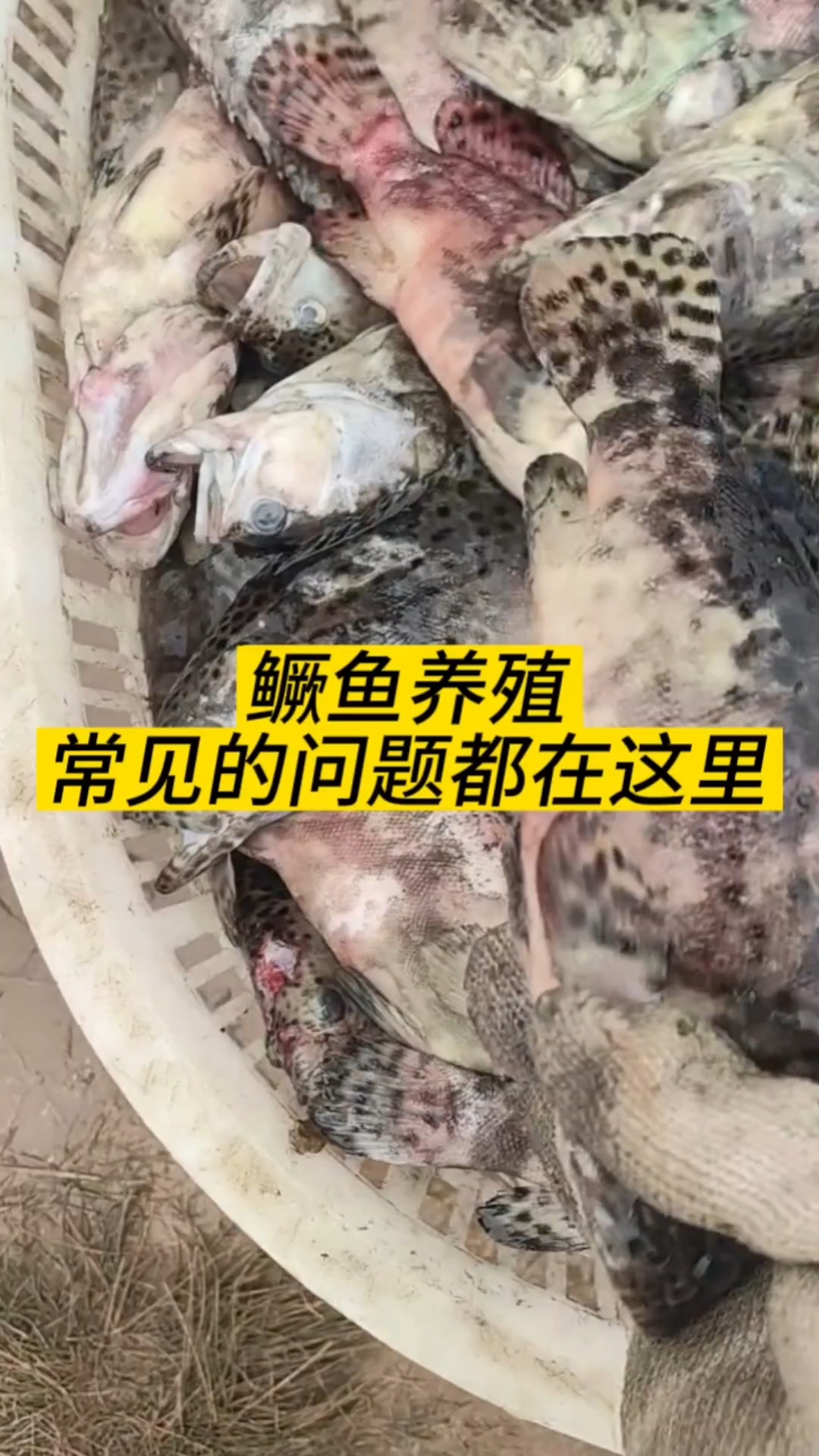 鳜鱼养殖常见的问题