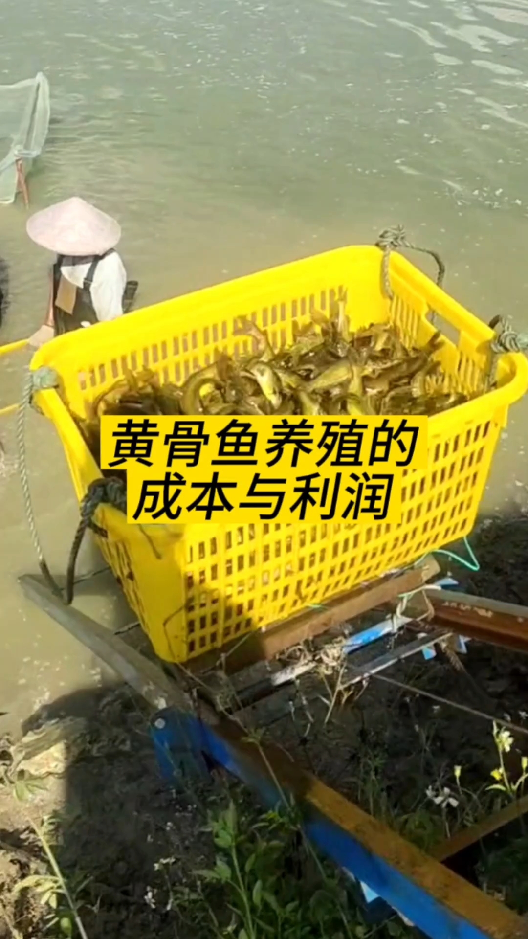 黄骨鱼养殖成本与利润