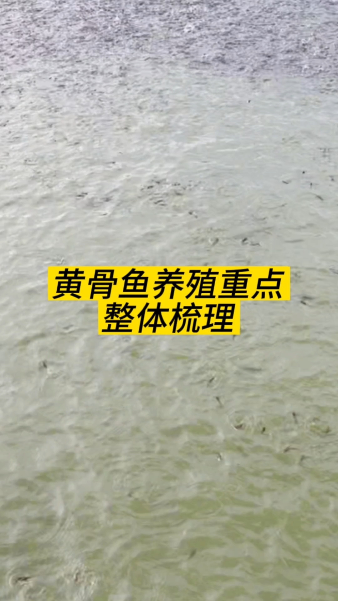 黄骨鱼养殖重点梳理