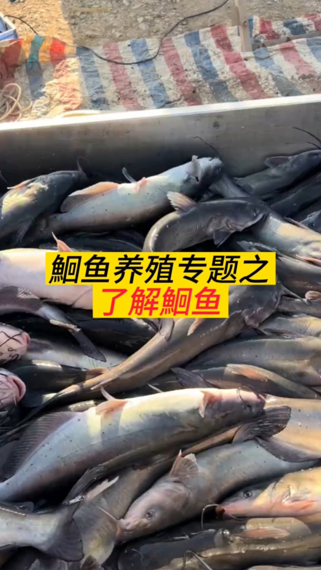 鮰鱼养殖了解鮰鱼