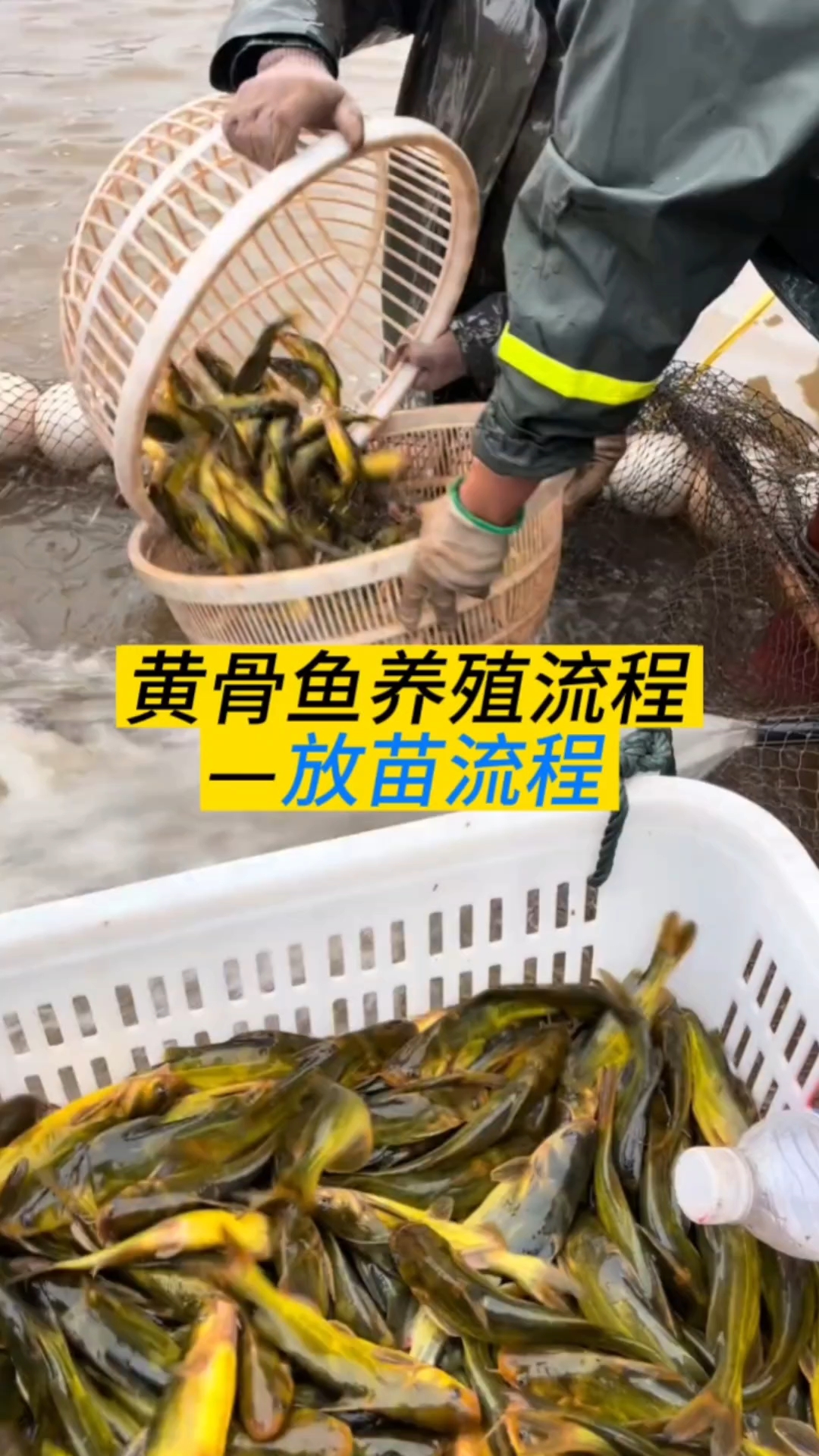 黄骨鱼养殖放苗流程