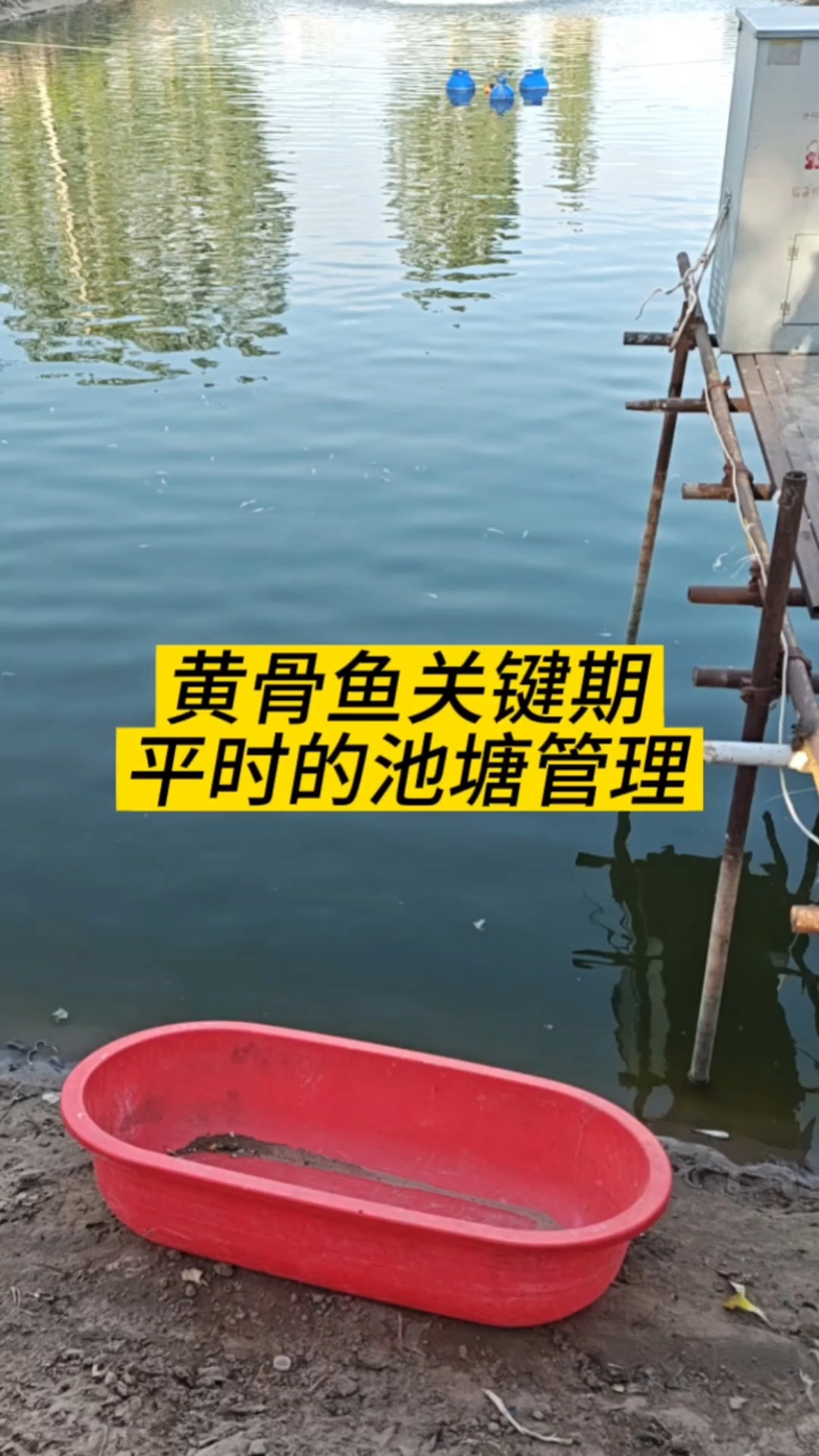 黄骨鱼高温期池塘管理