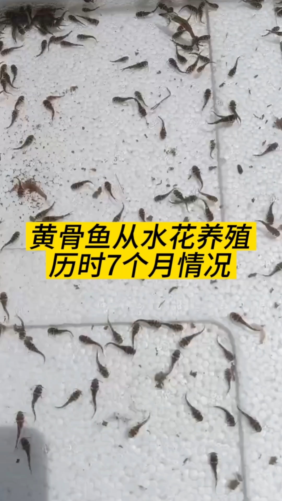 黄骨鱼从水花养殖7个月情况