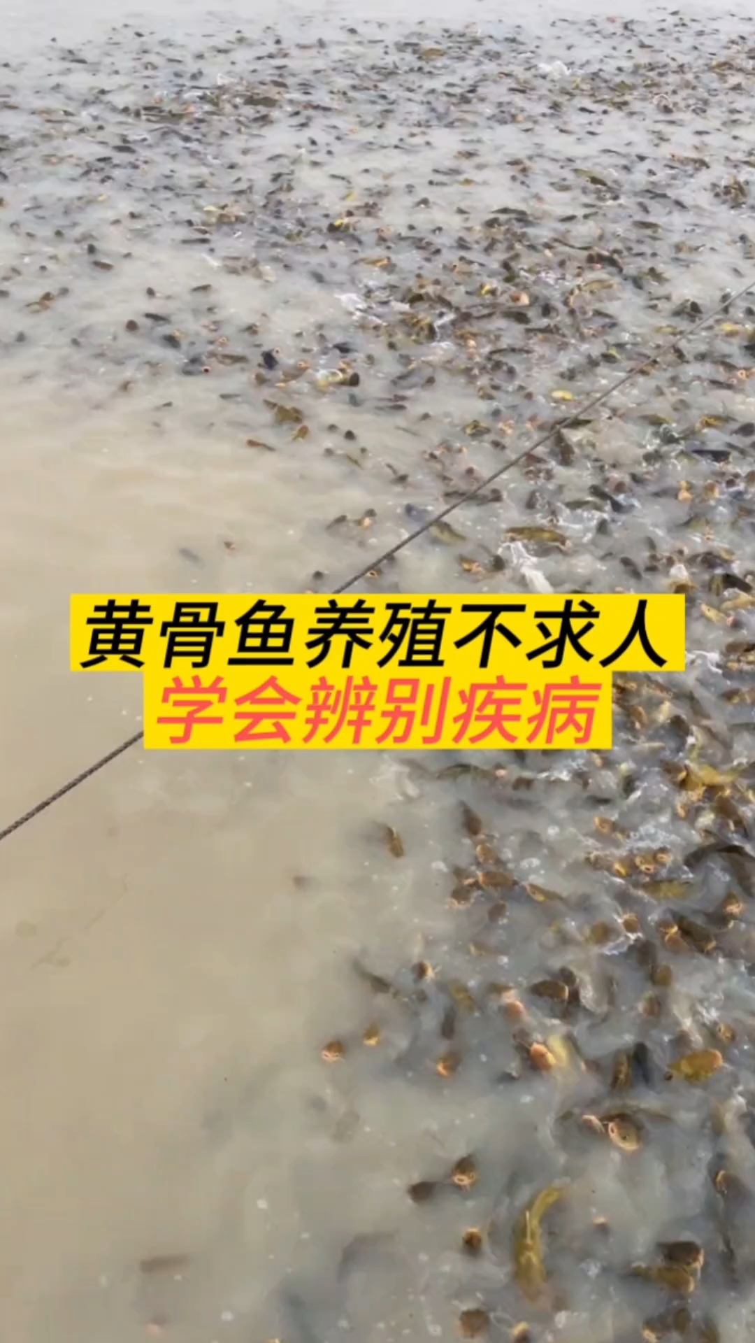 黄骨鱼养殖不求人学会辨别问题