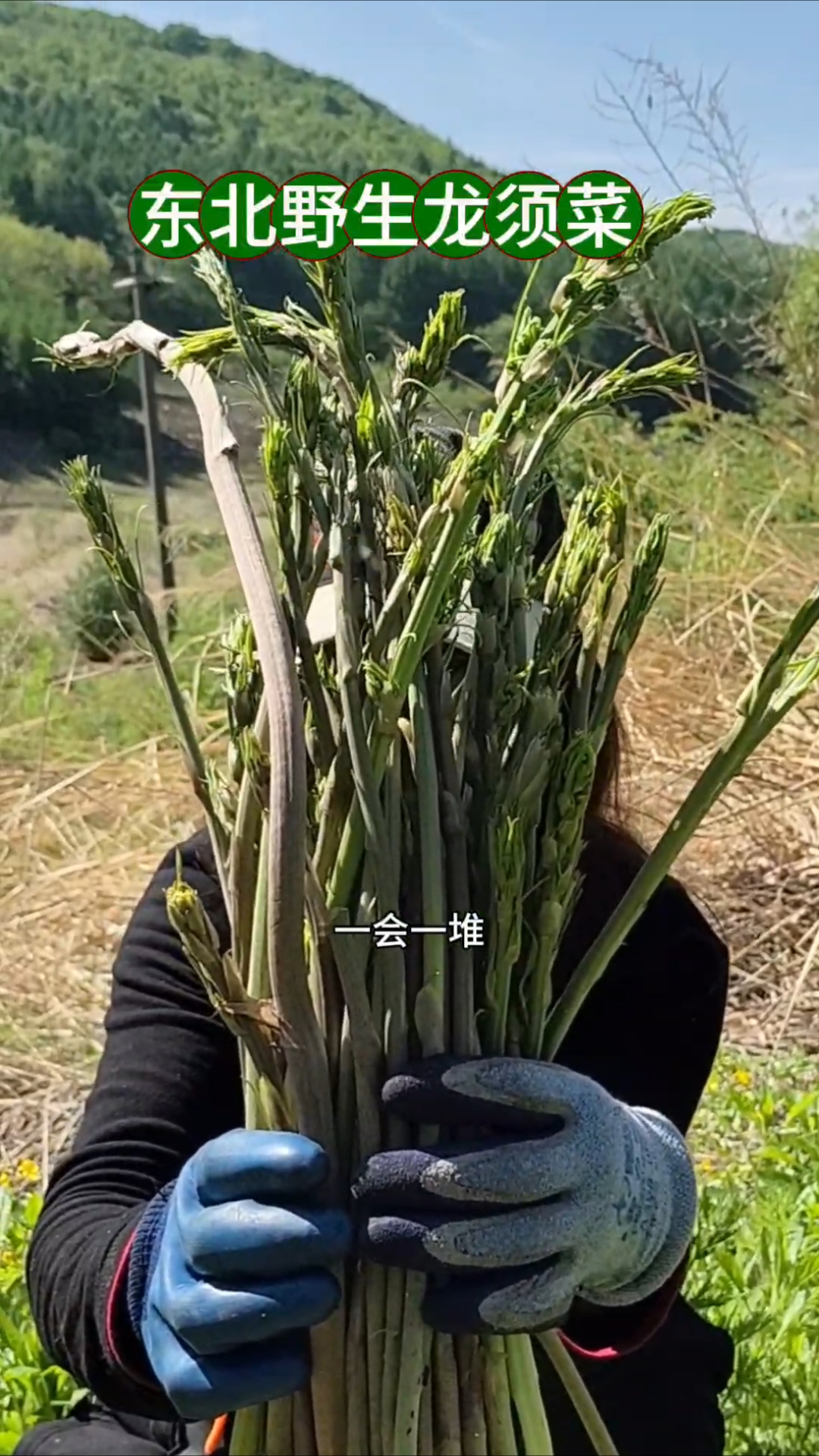 山野菜龙须菜非常好吃,今天遇见片了,采到手软。