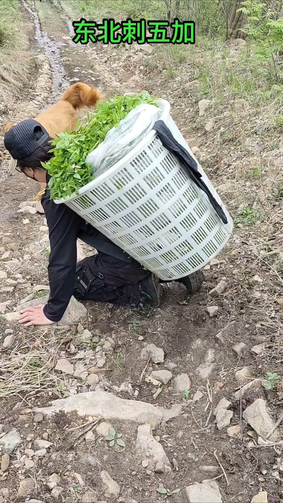 东北野菜刺五加,怎么做都好吃,一大早采了一背筐。