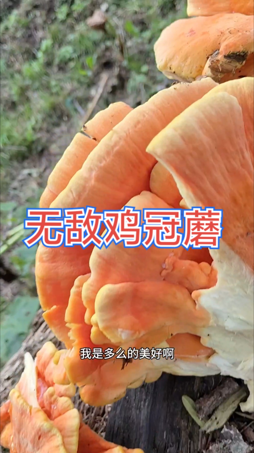 七月的大东北森林高营养鸡冠蘑出土，刚出来软嫩软嫩的，嘎嘎香。
