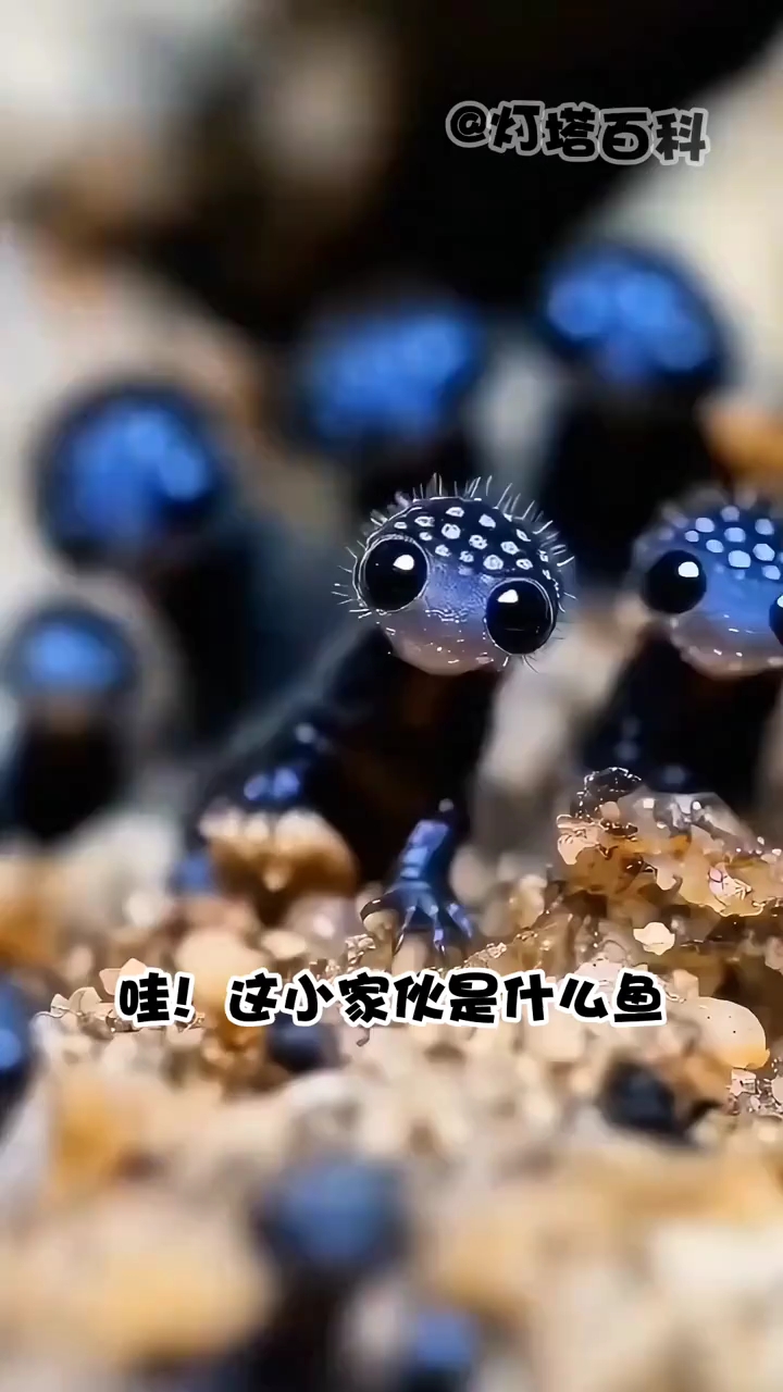 分享6种长相萌萌的海洋生物，你认识哪一种？