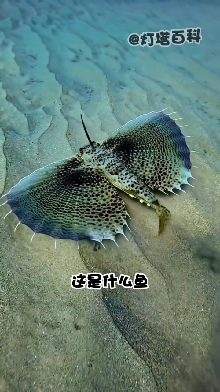分享6种长相奇特的鱼类，你认识哪一种？