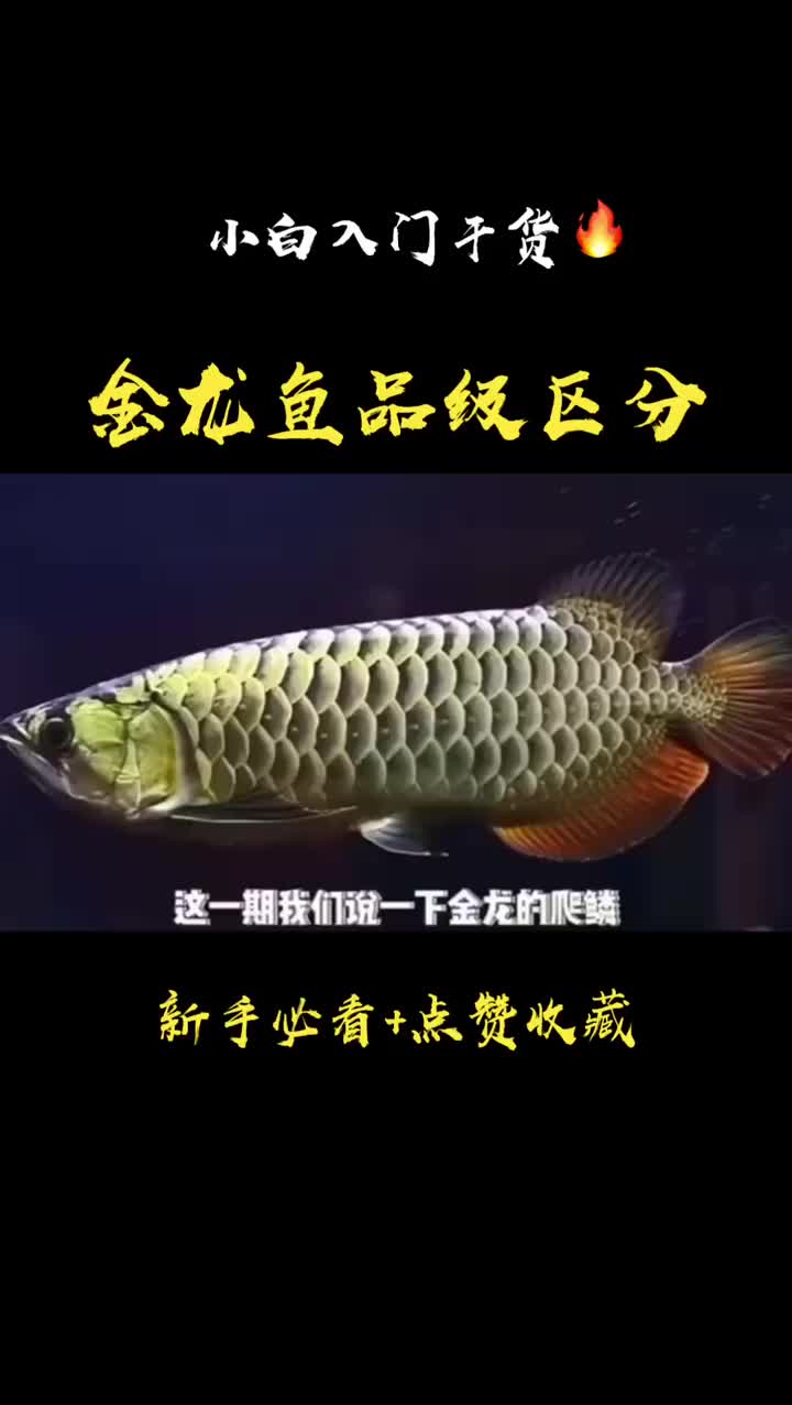 私藏干货? 新手必看,金龙鱼的品级区分…