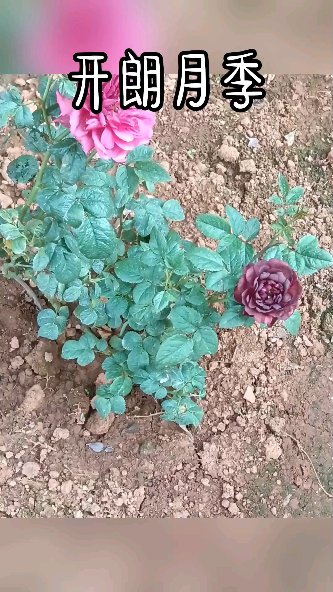 月季黑红果汁,也叫黑玉果汁,他初开时的黑红色