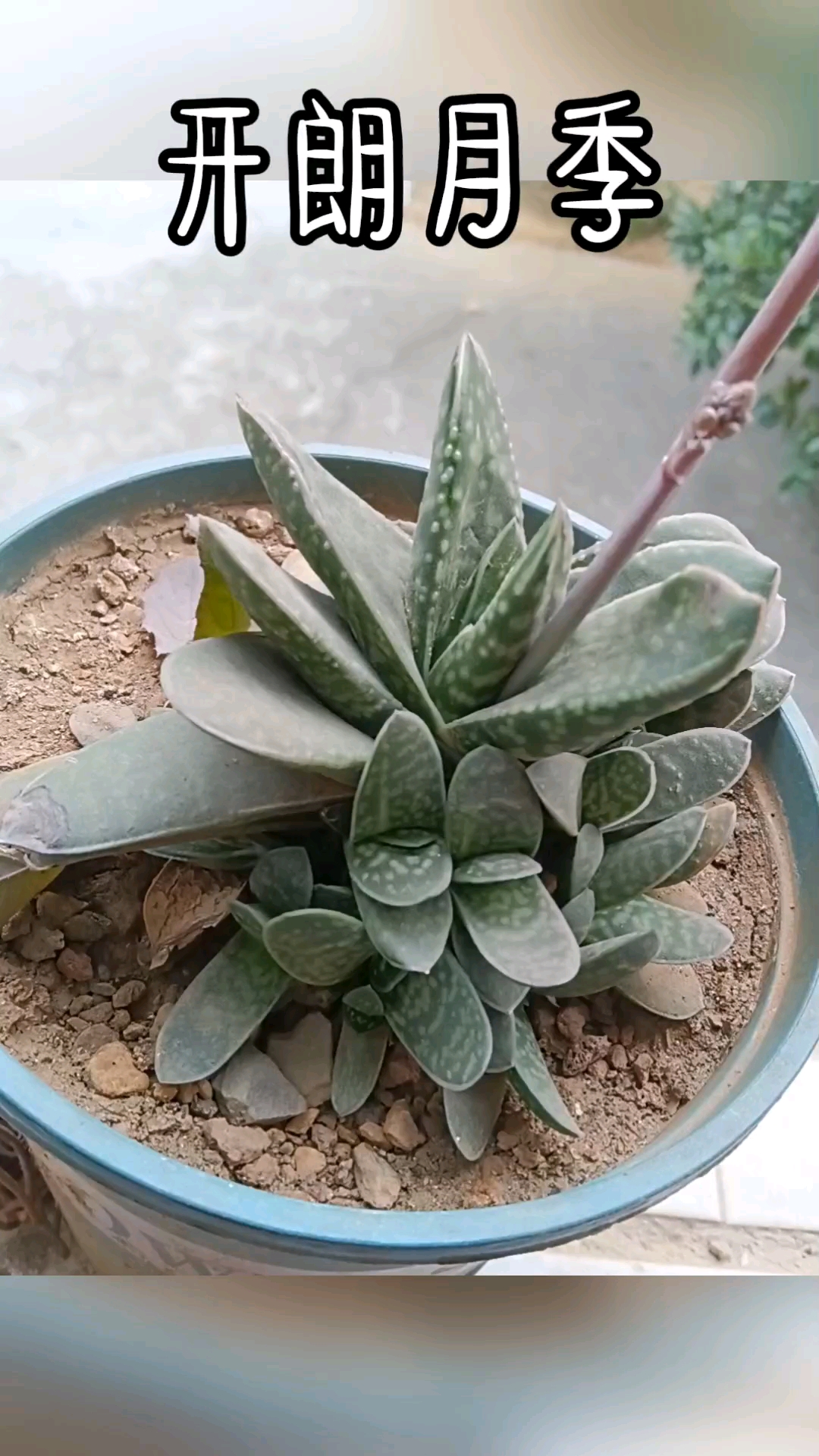 多肉子宝,开花寓意吉祥,带来好运,冬天它会开出红绿色花朵
