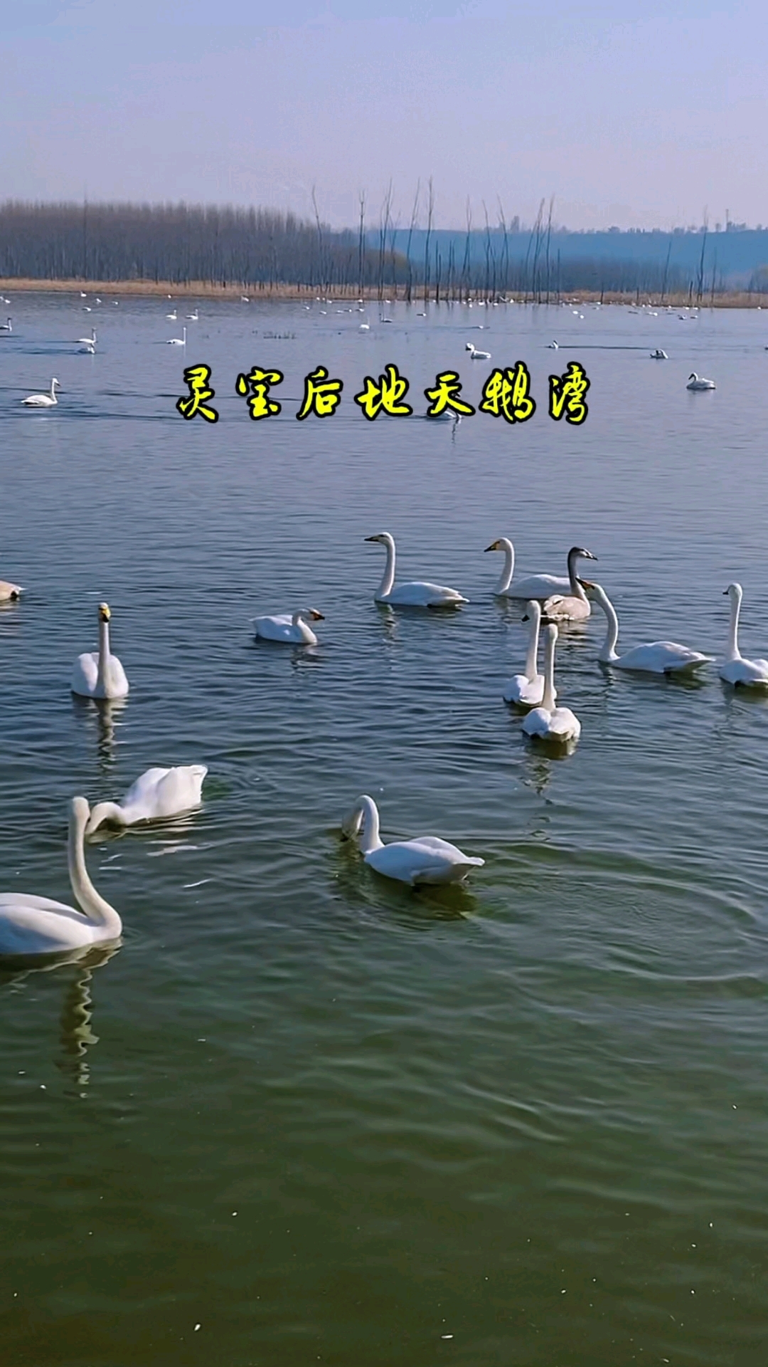 三门峡灵宝后地天鹅湾