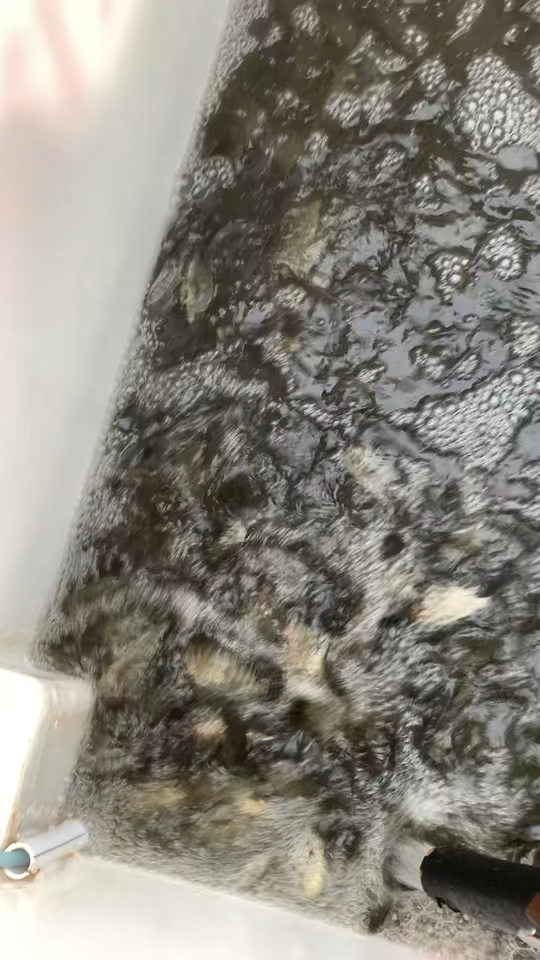 罗非鱼苗