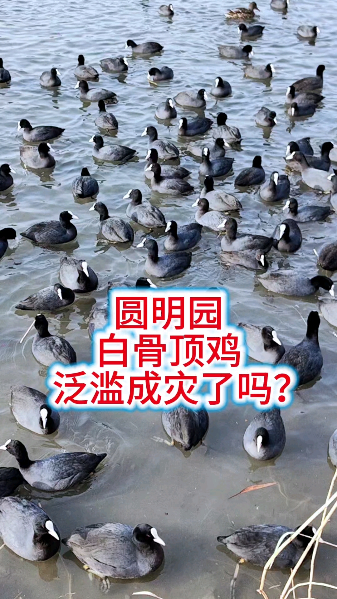 圆明园白骨顶鸡泛滥成灾了吗?