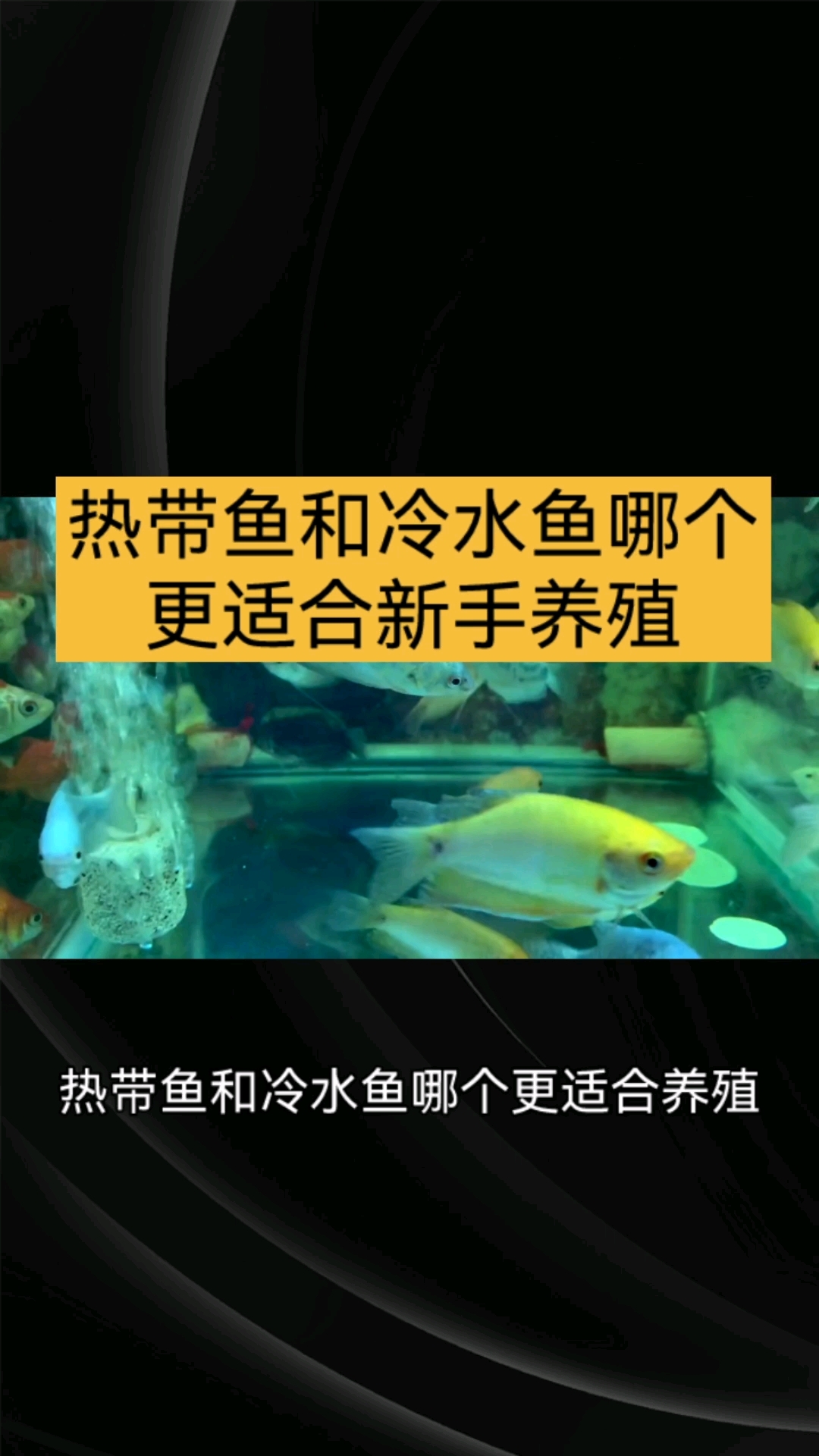 热带鱼和冷水鱼哪个对新手比较友好?