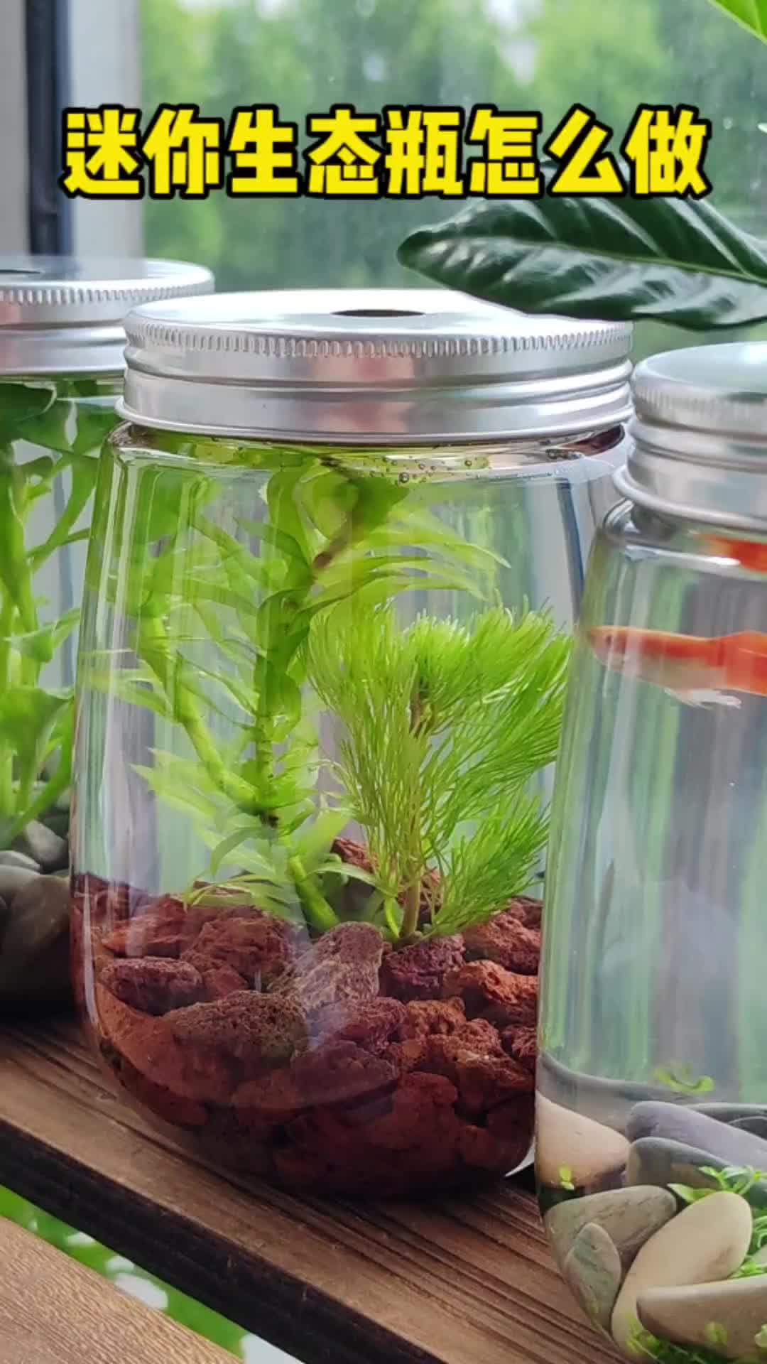 奶茶喝完瓶子别扔?做个好看的生态瓶?