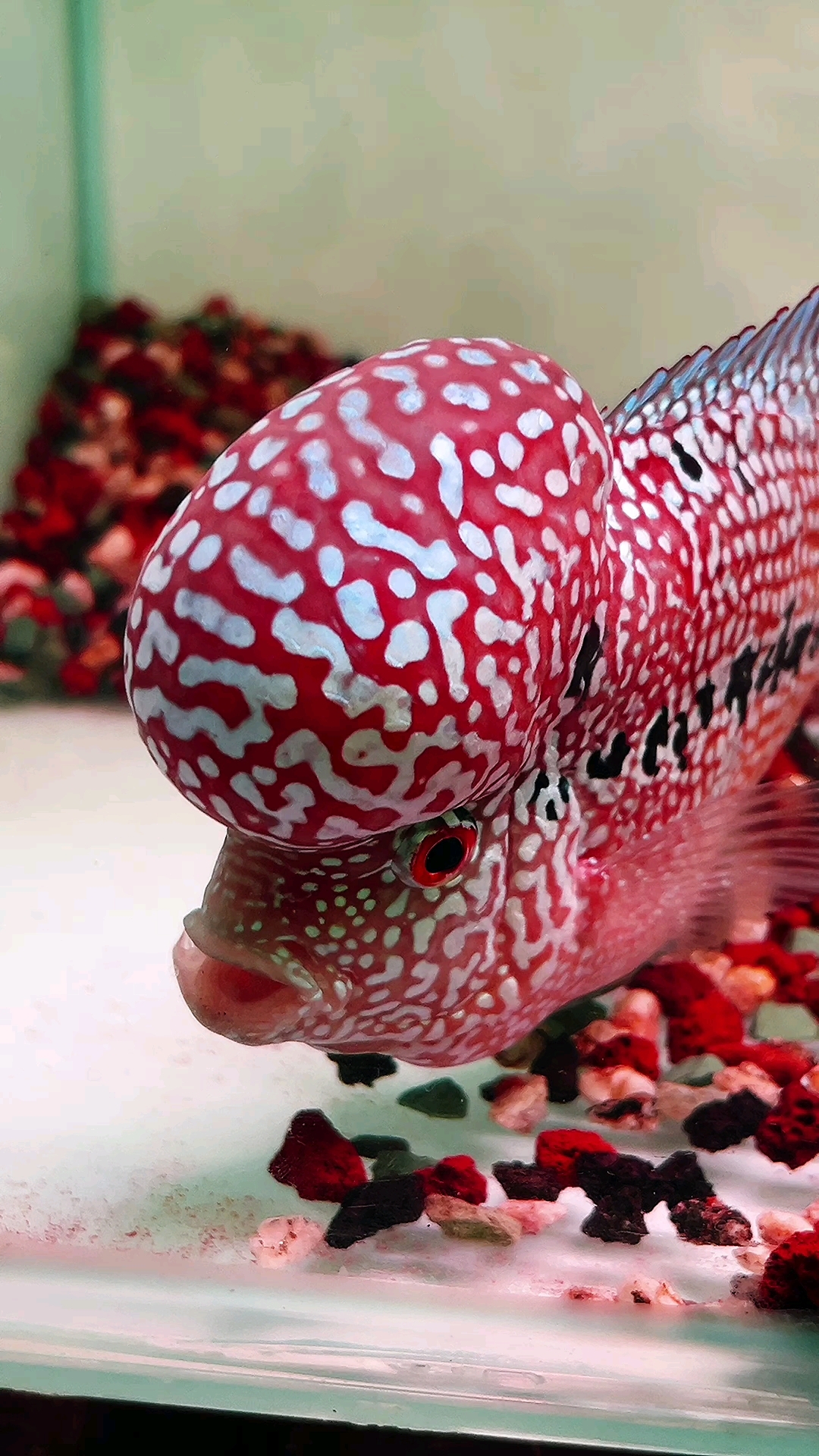 爆头金花泰金罗汉鱼