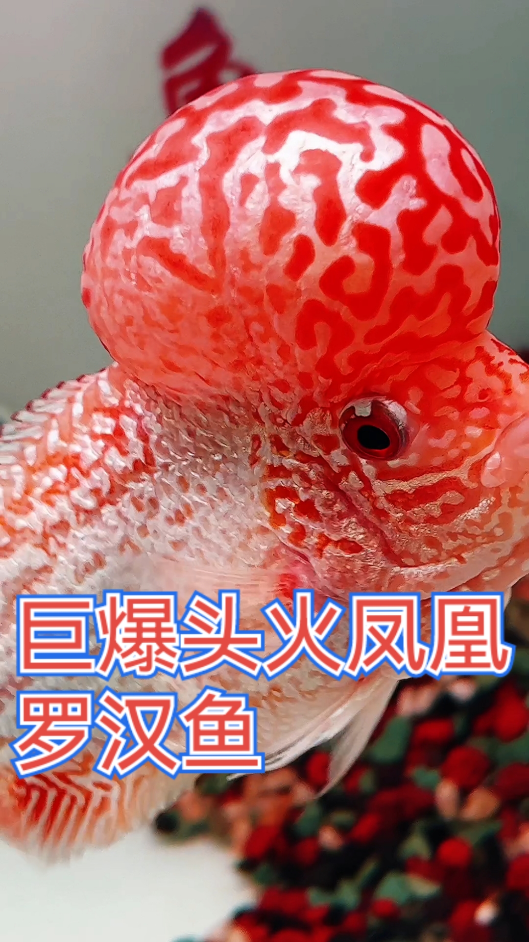 非常漂亮的火凤凰罗汉鱼