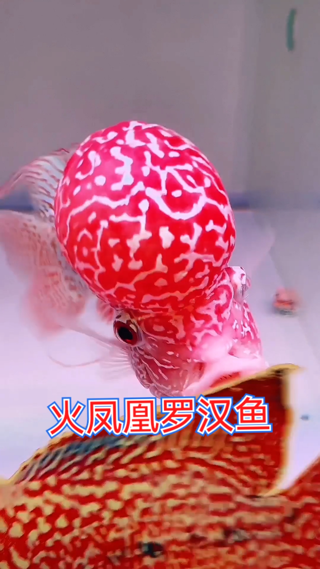 火凤凰满花包头包脸