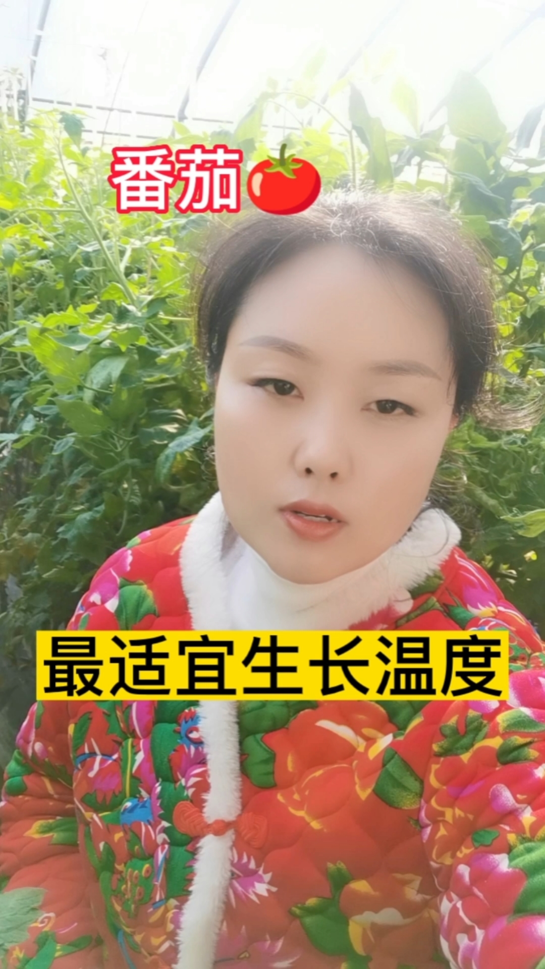 最适宜番茄生长的温度